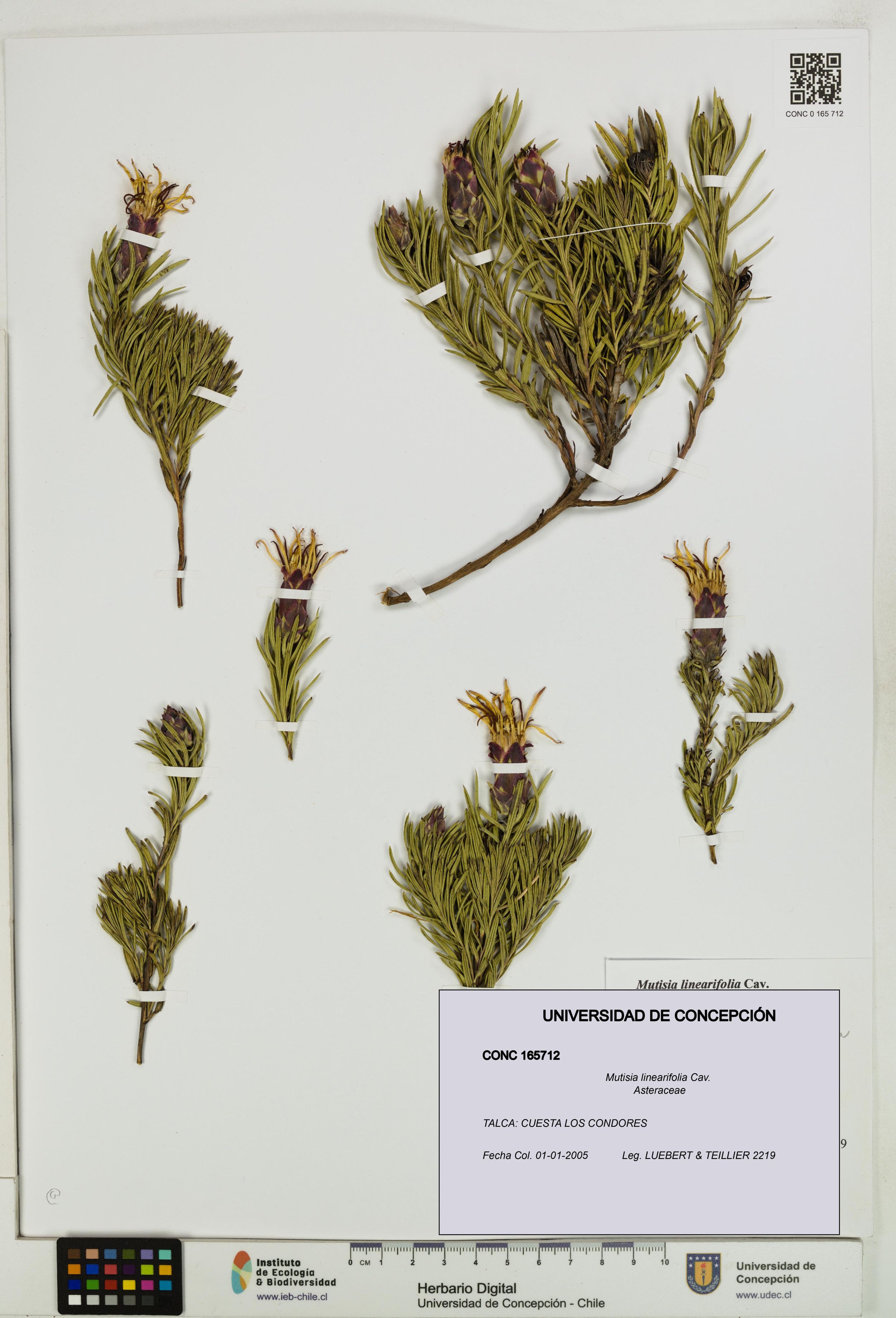Mutisia linearifolia [Espécimen: ]