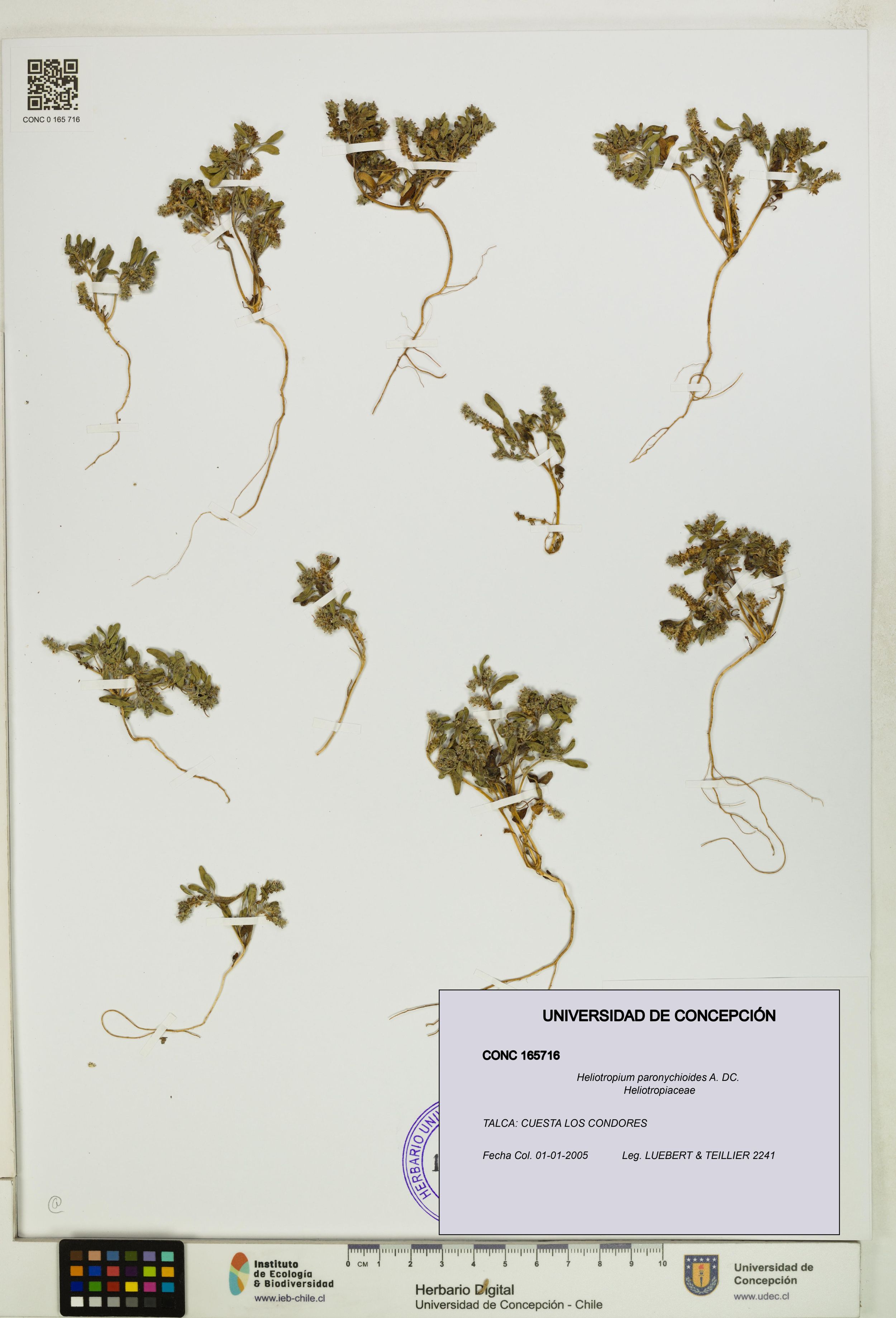 Heliotropium paronychioides [Espécimen: ]