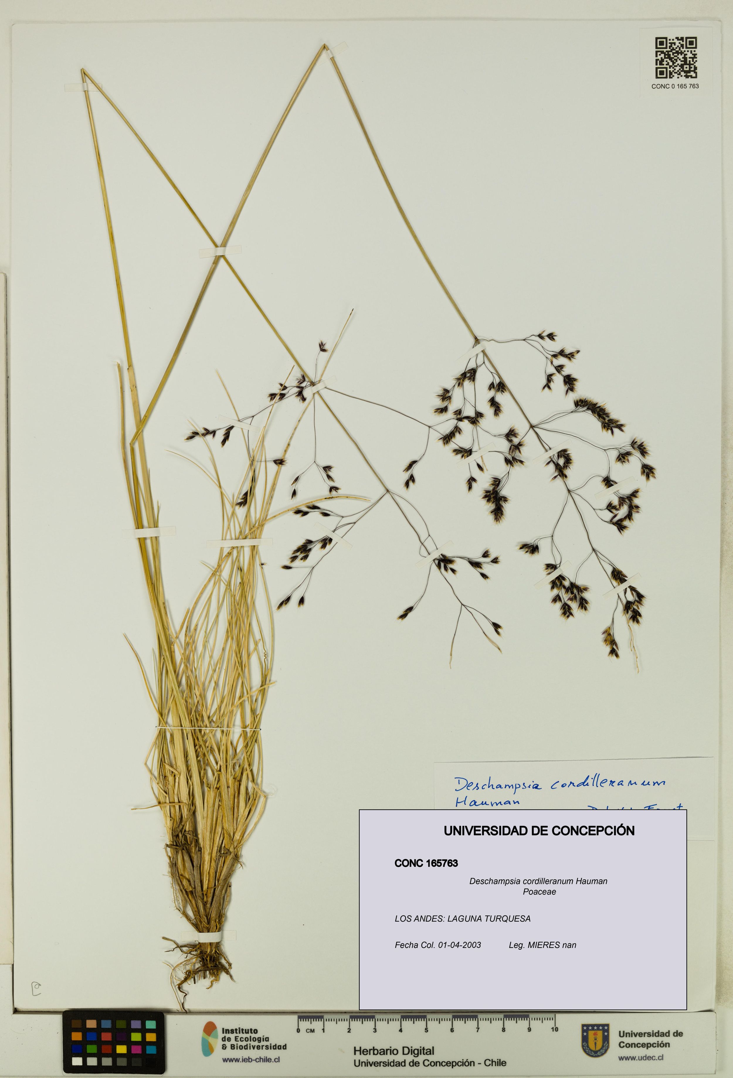 Deschampsia cordilleranum [Espécimen: ]