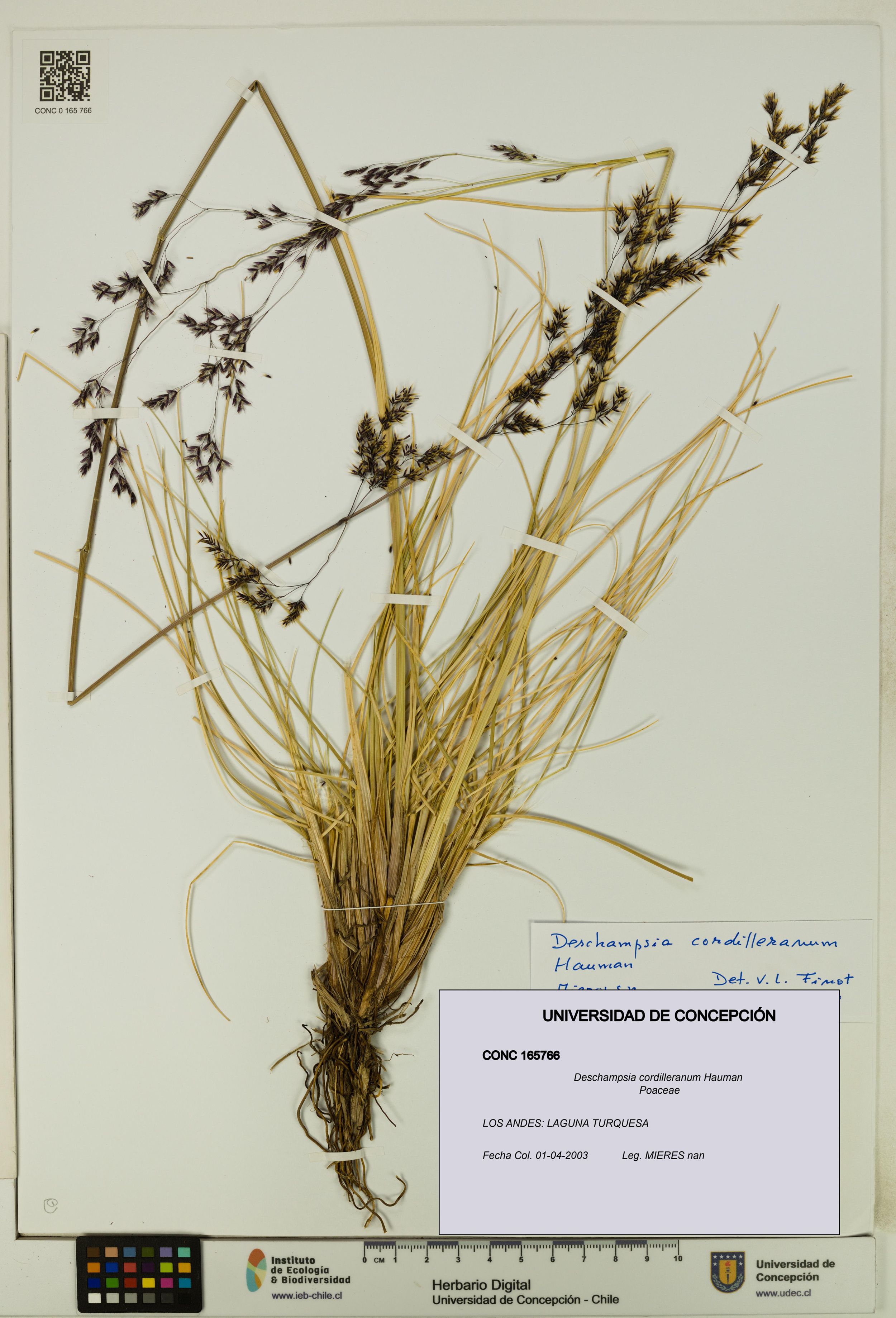 Deschampsia cordilleranum [Espécimen: ]