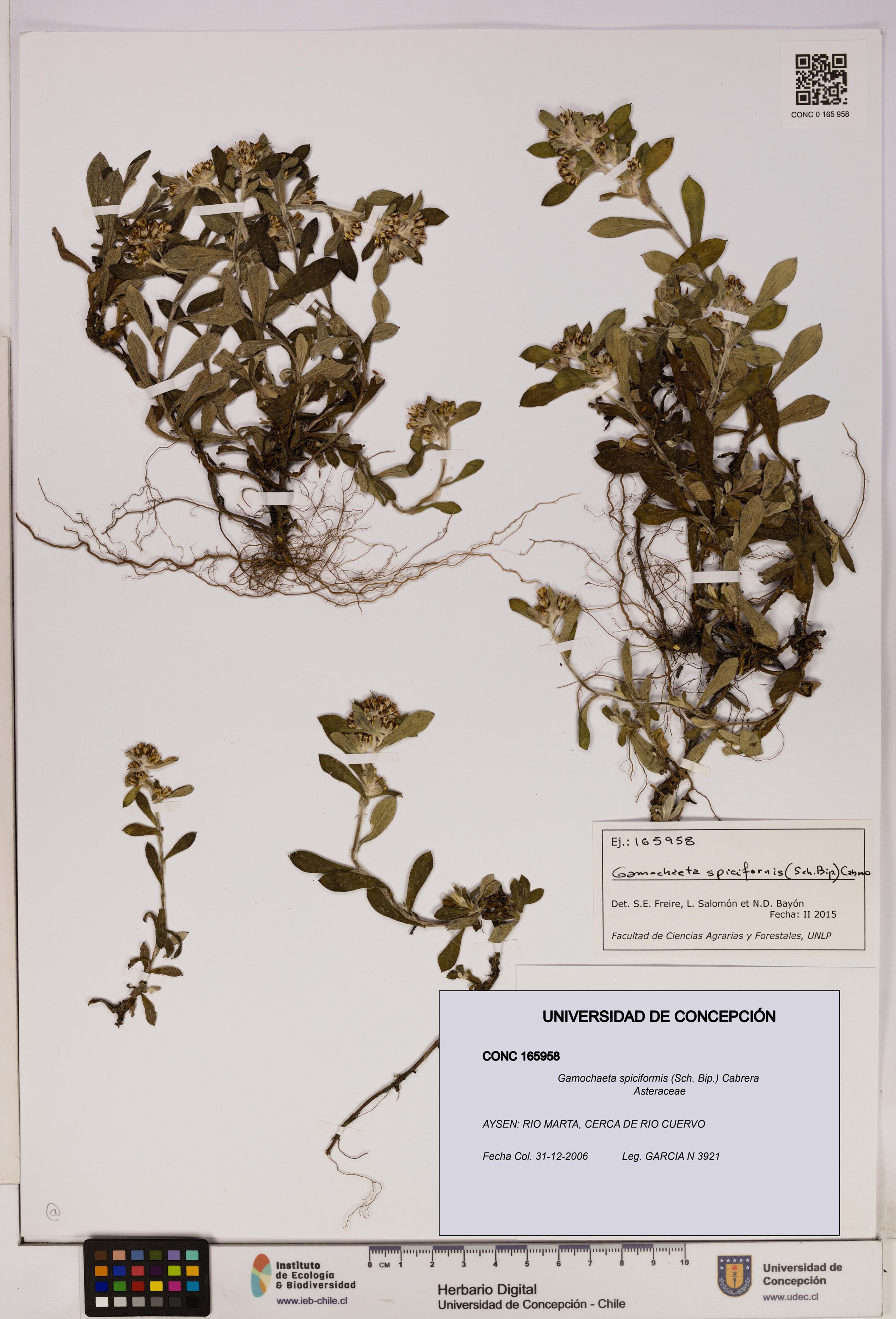 Gamochaeta spiciformis [Espécimen: ]