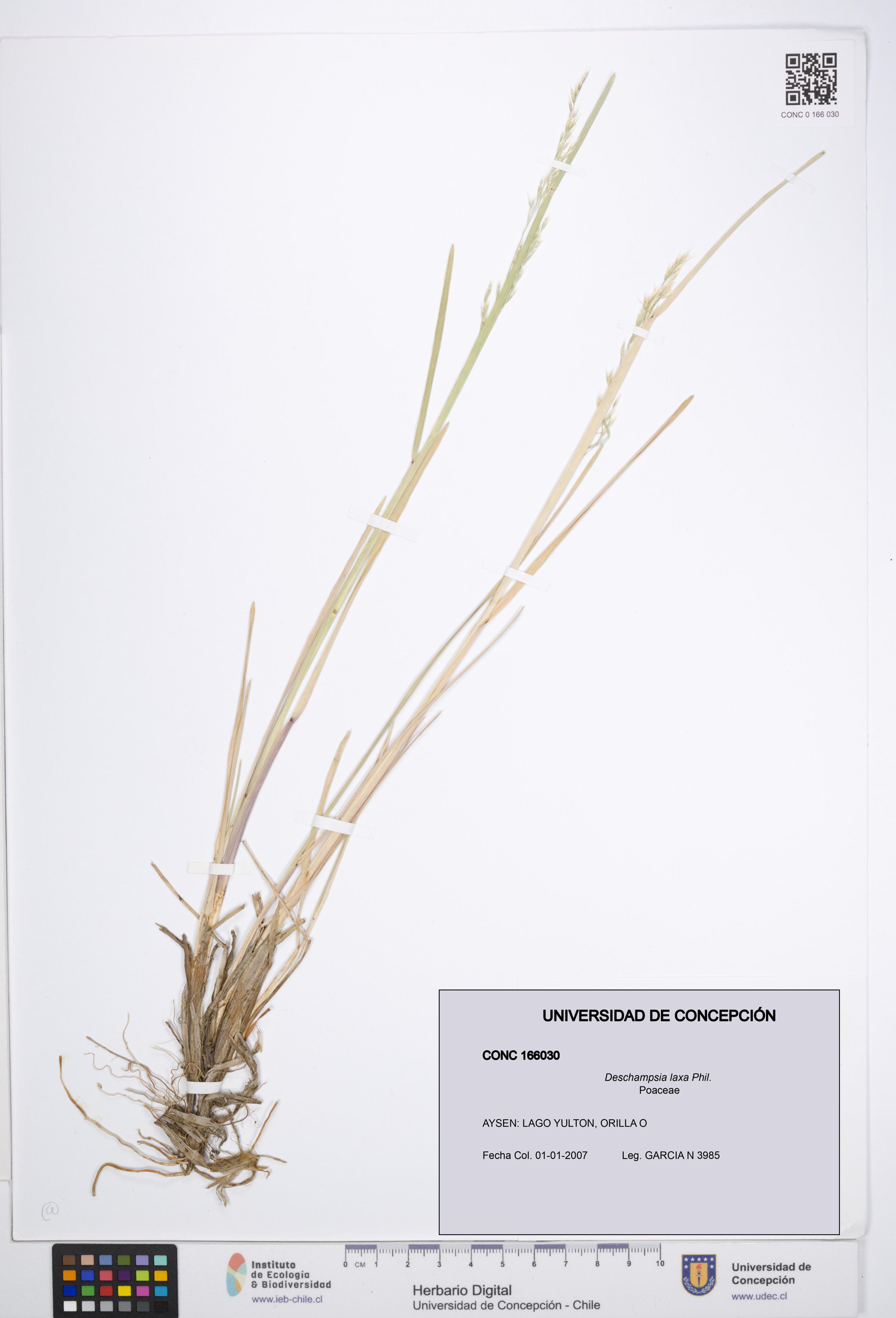 Deschampsia laxa [Espécimen: ]
