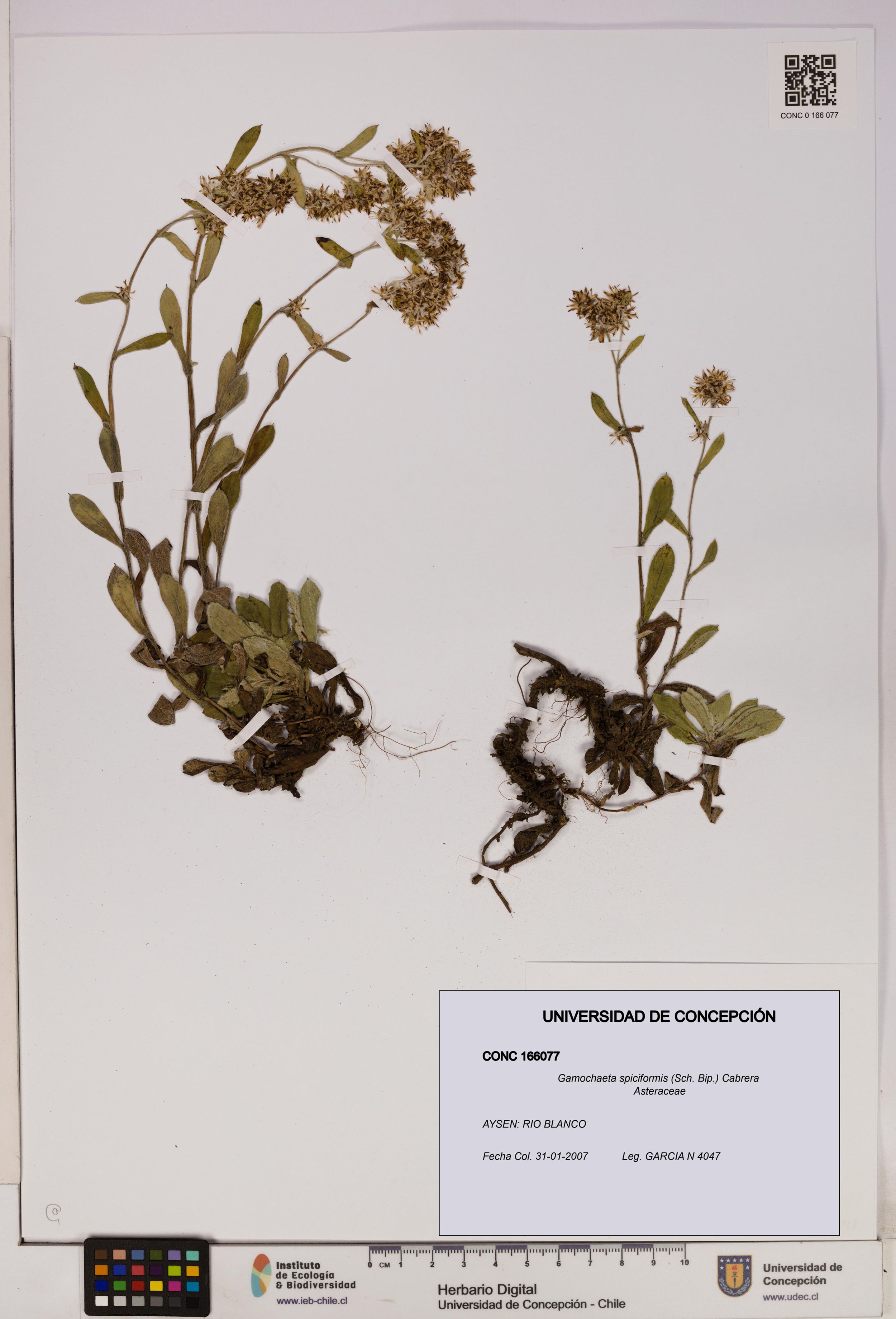 Gamochaeta spiciformis [Espécimen: ]