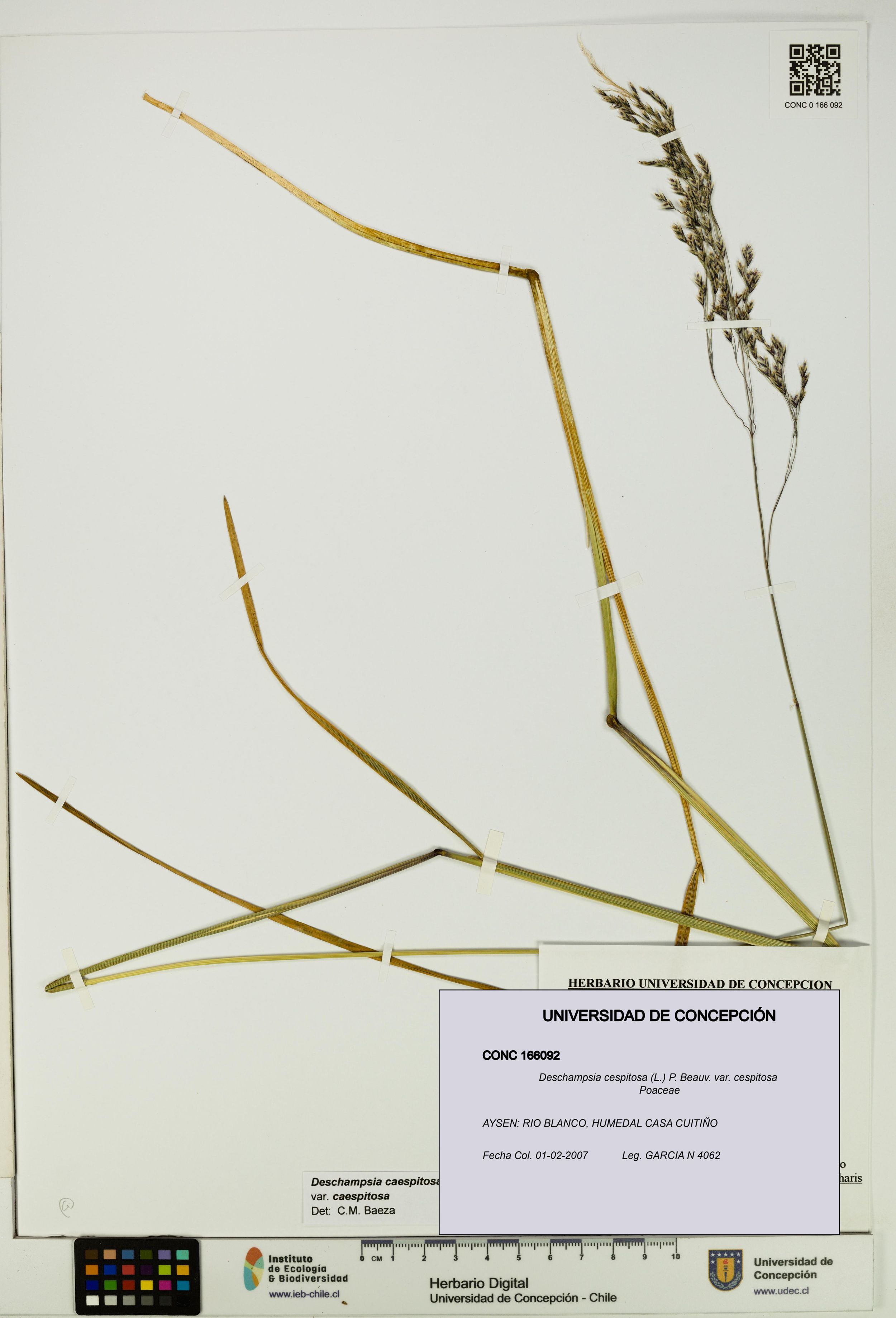 Deschampsia cespitosa var. cespitosa [Espécimen: ]