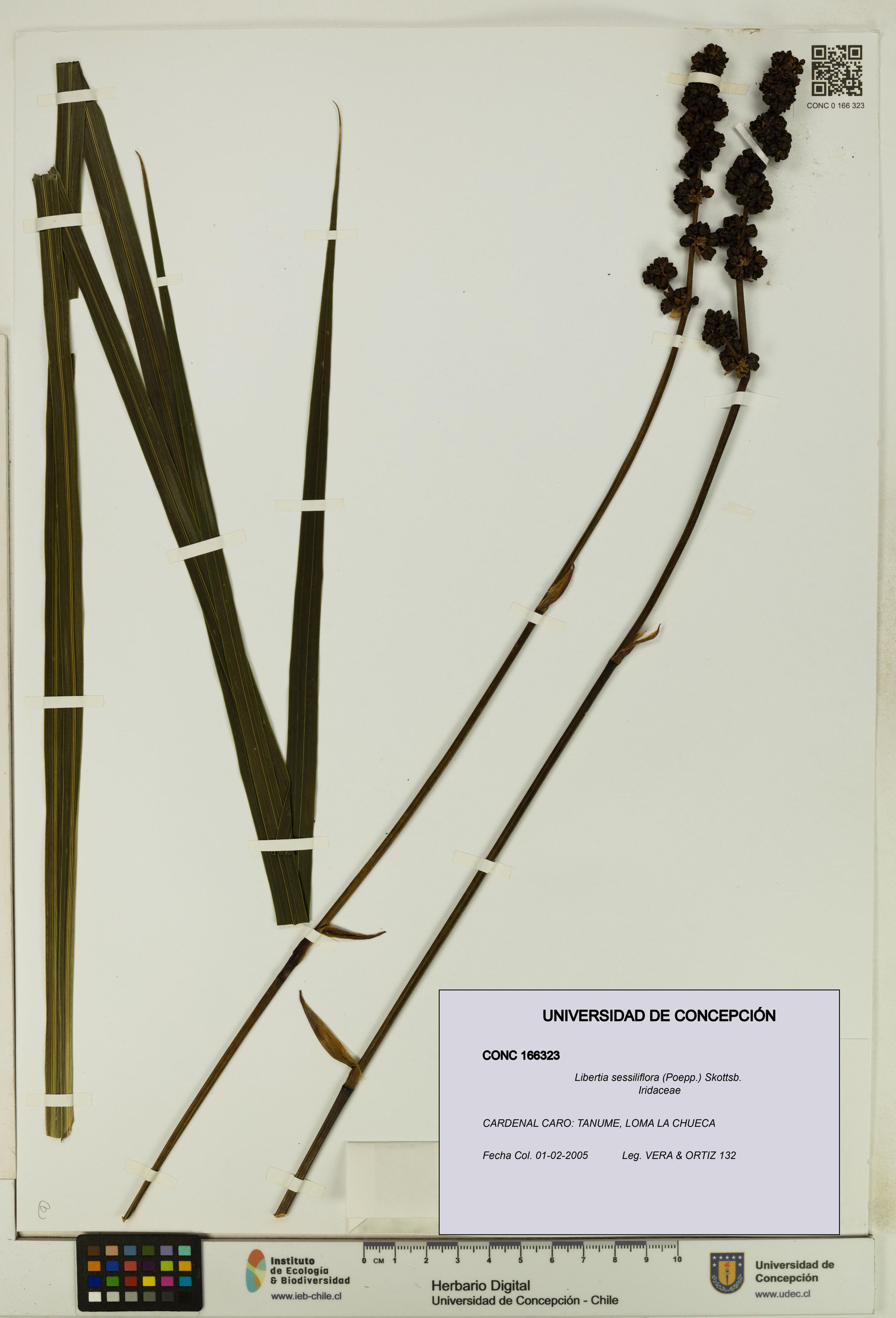Libertia sessiliflora [Espécimen: ]