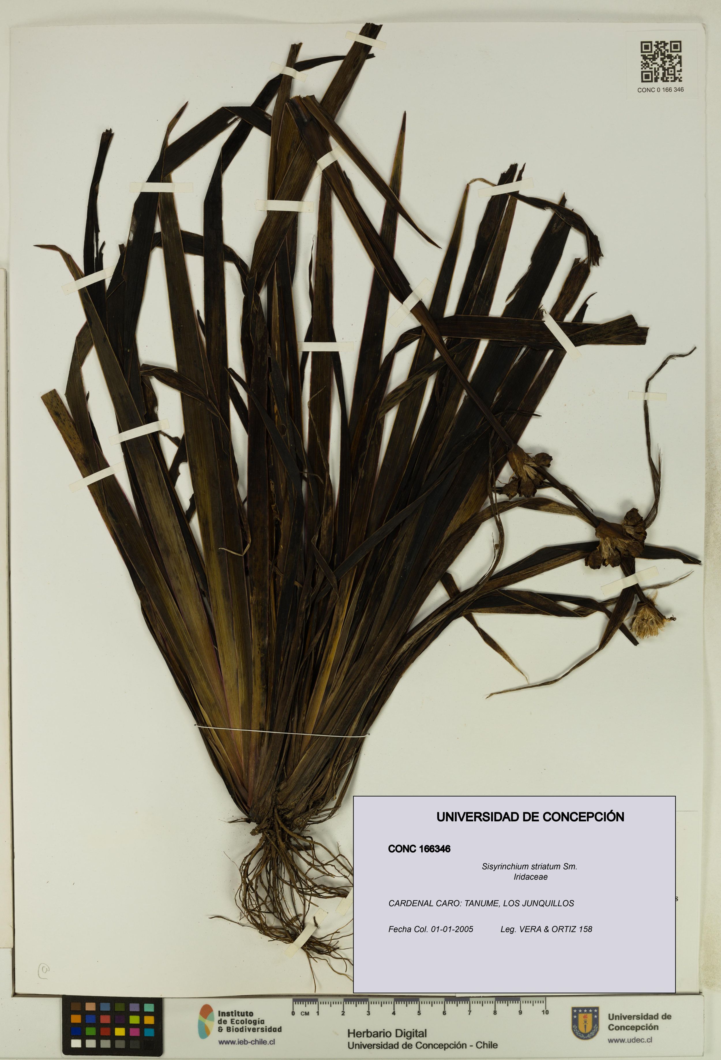 Sisyrinchium striatum [Espécimen: ]