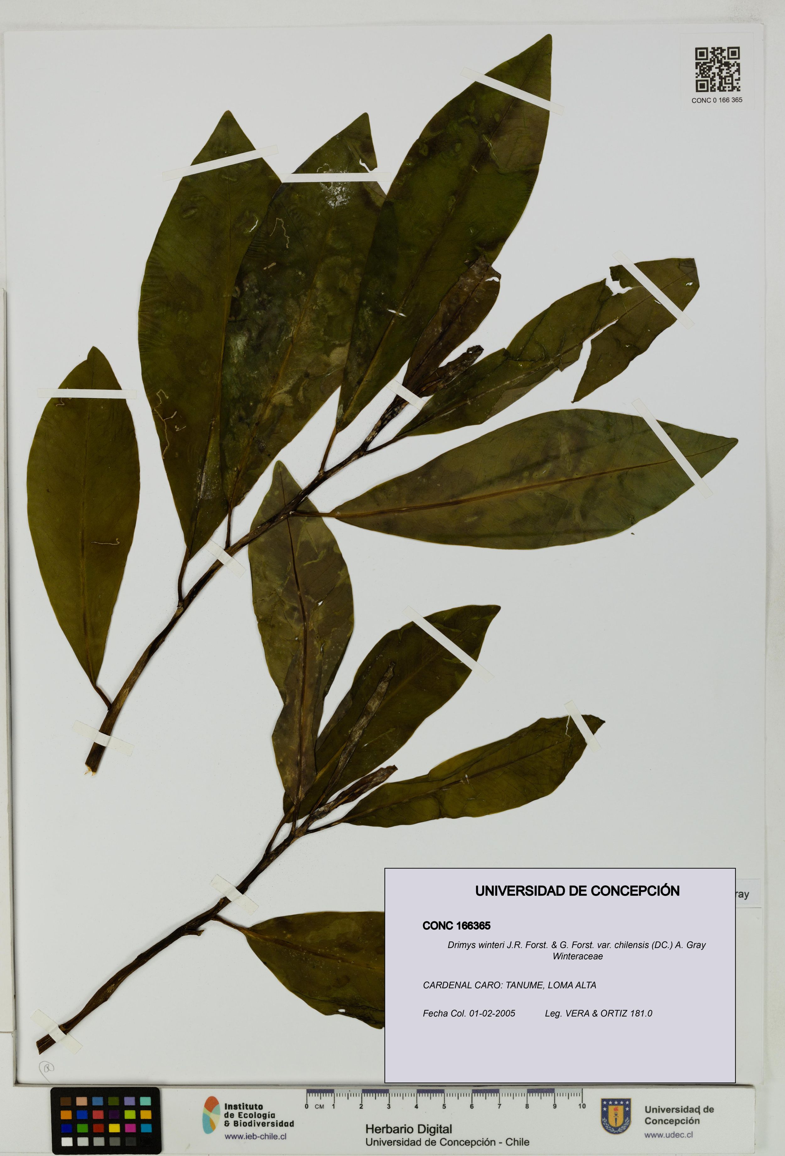 Drimys winteri var. chilensis [Espécimen: ]