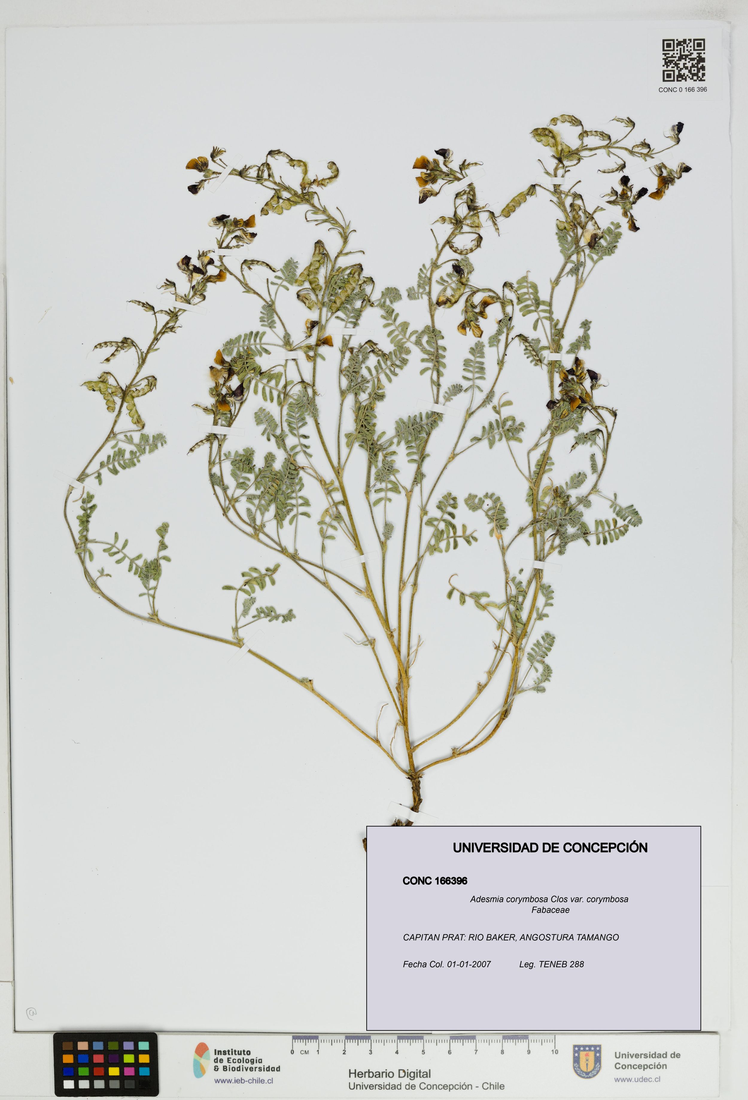 Adesmia corymbosa var. corymbosa [Espécimen: ]