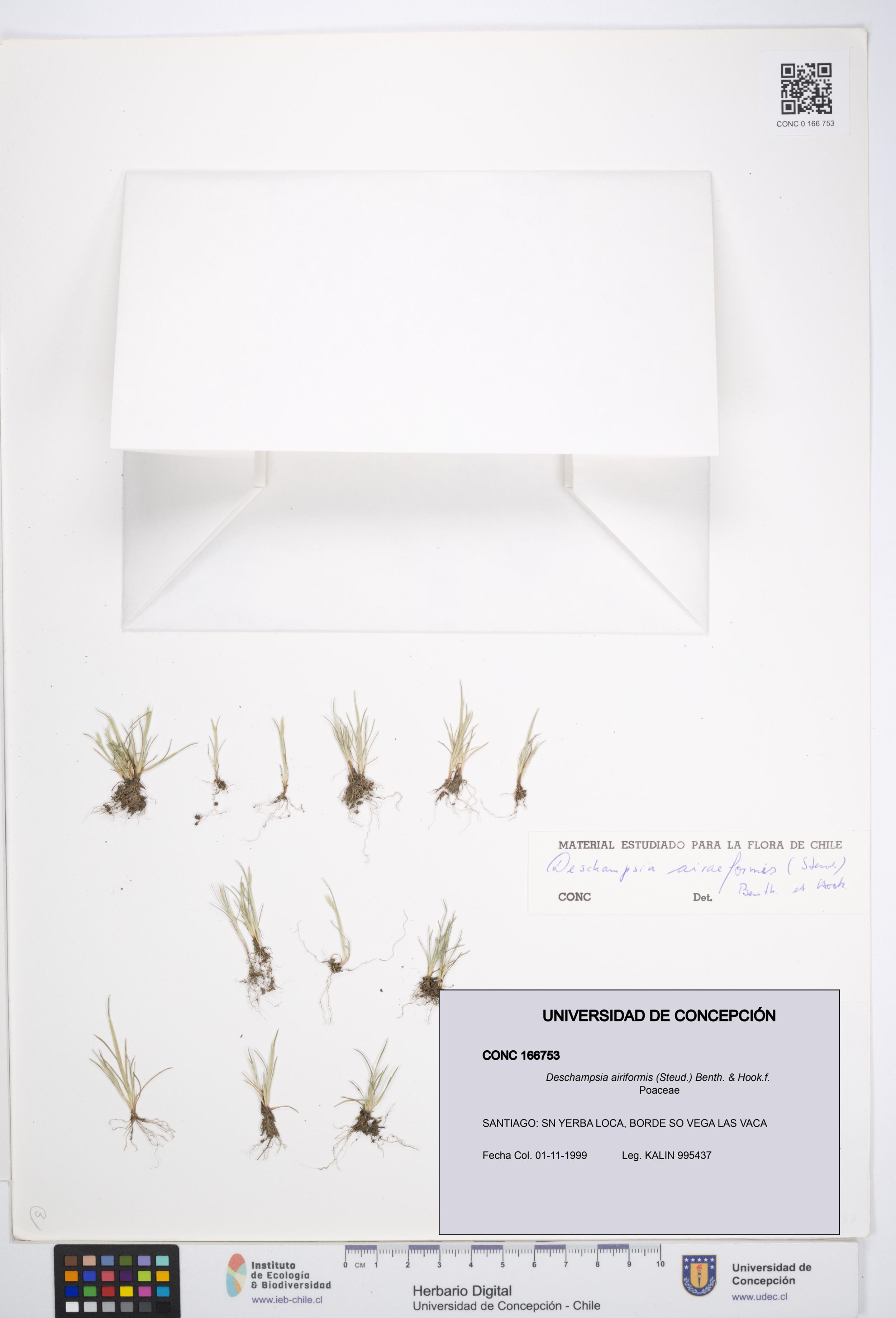 Deschampsia airiformis [Espécimen: ]
