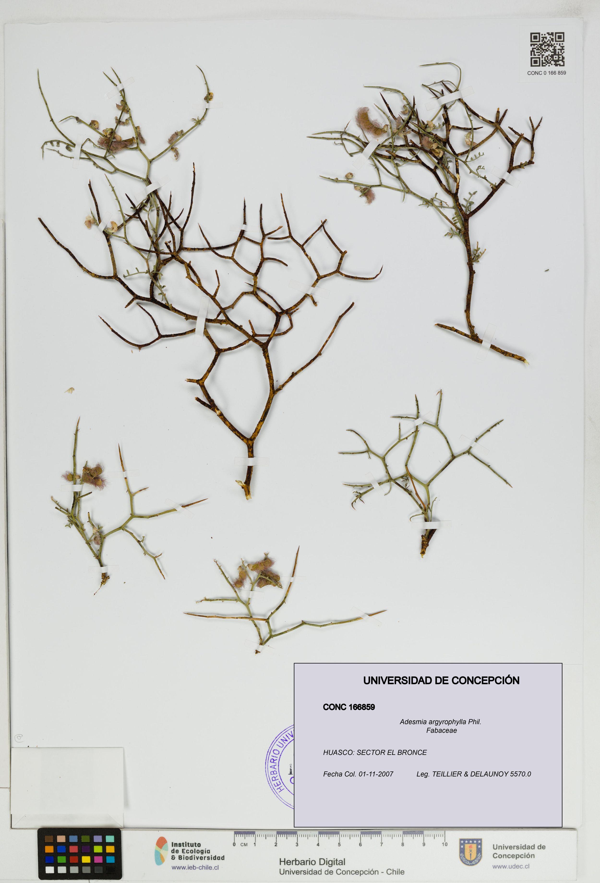 Adesmia argyrophylla [Espécimen: ]