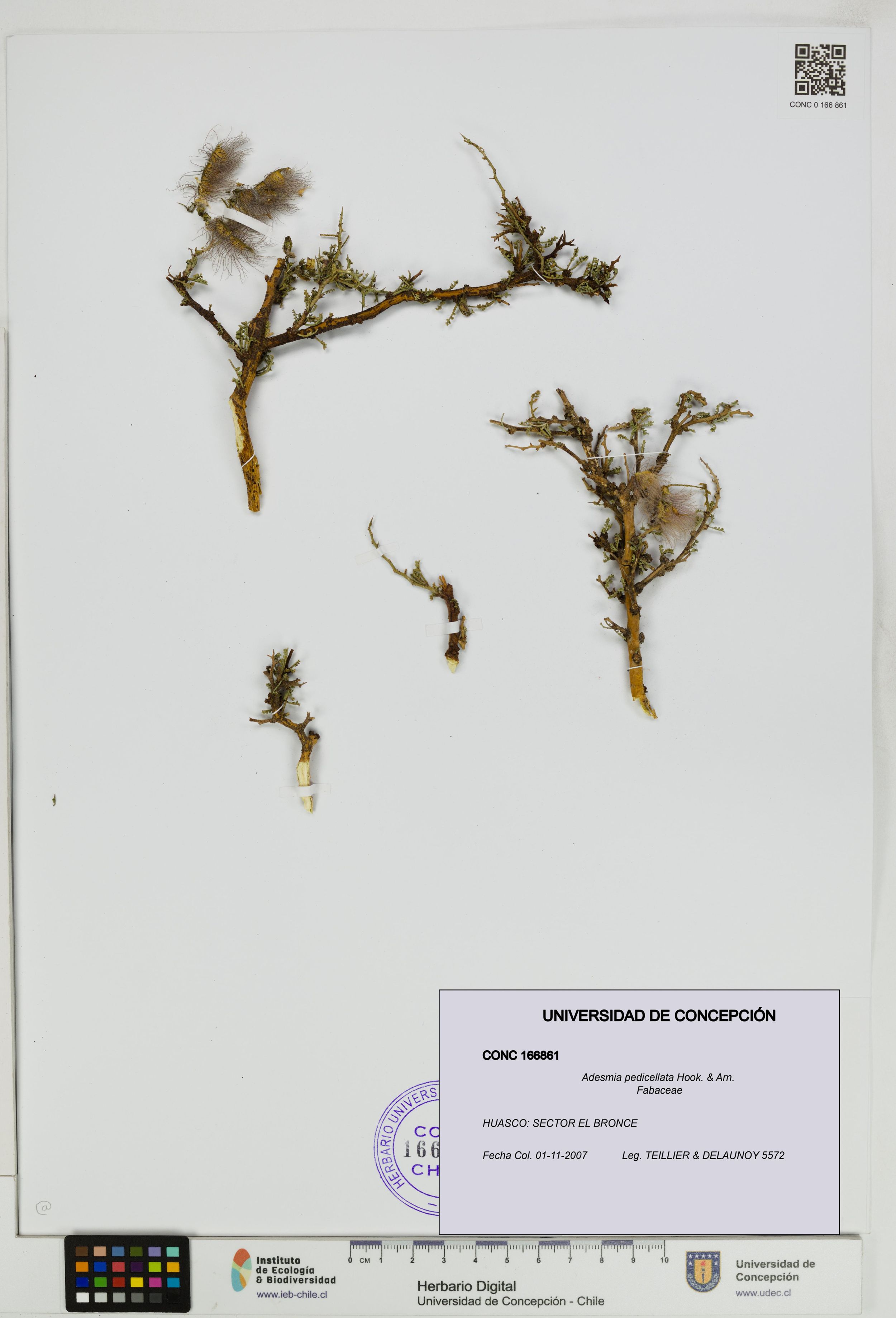 Adesmia pedicellata [Espécimen: ]