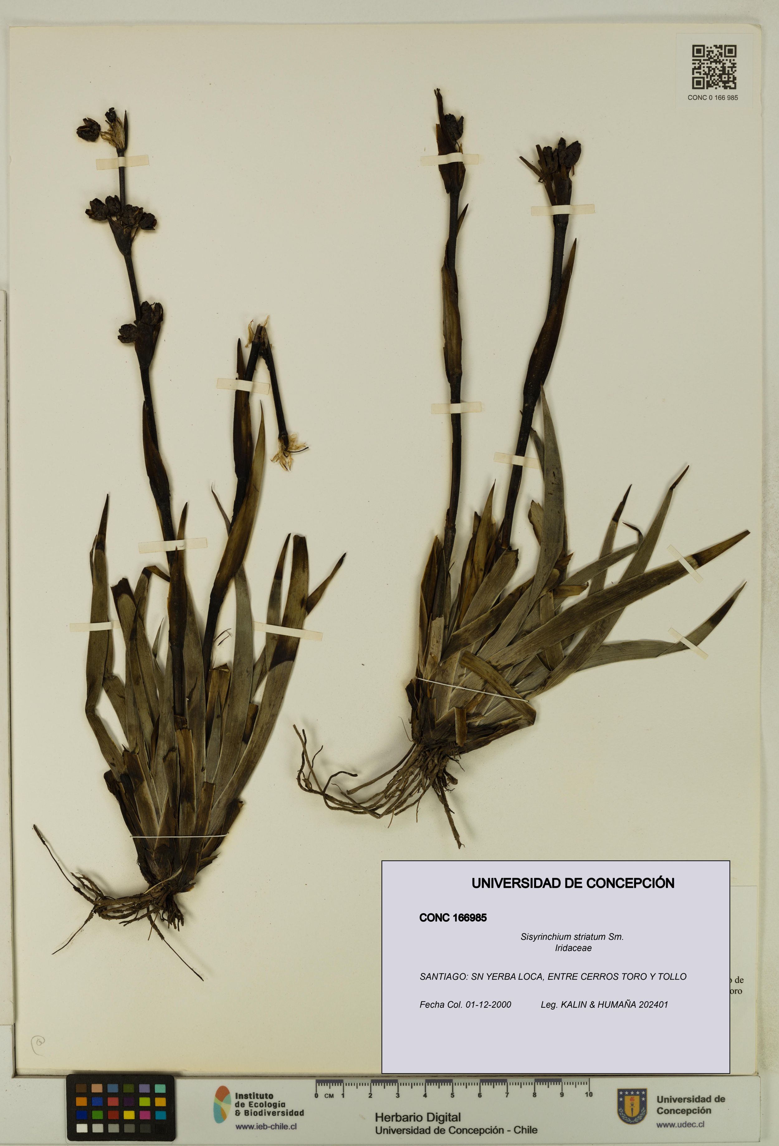 Sisyrinchium striatum [Espécimen: ]