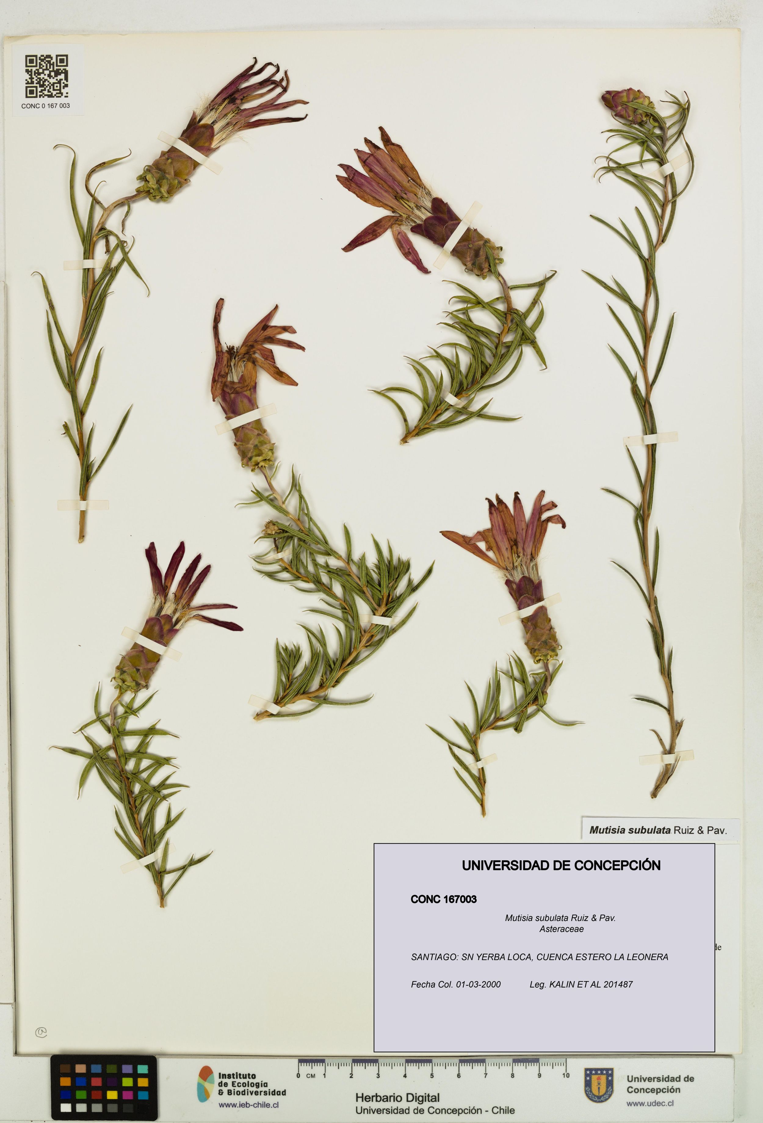 Mutisia subulata [Espécimen: ]