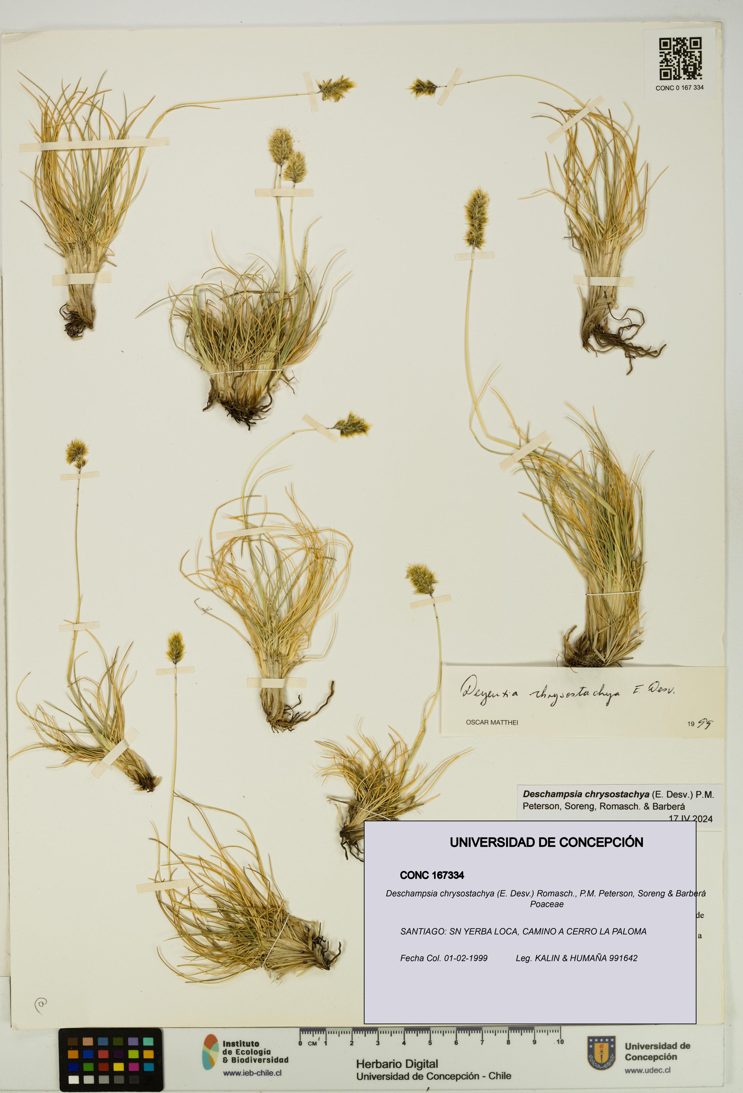 Deschampsia chrysostachya [Espécimen: ]