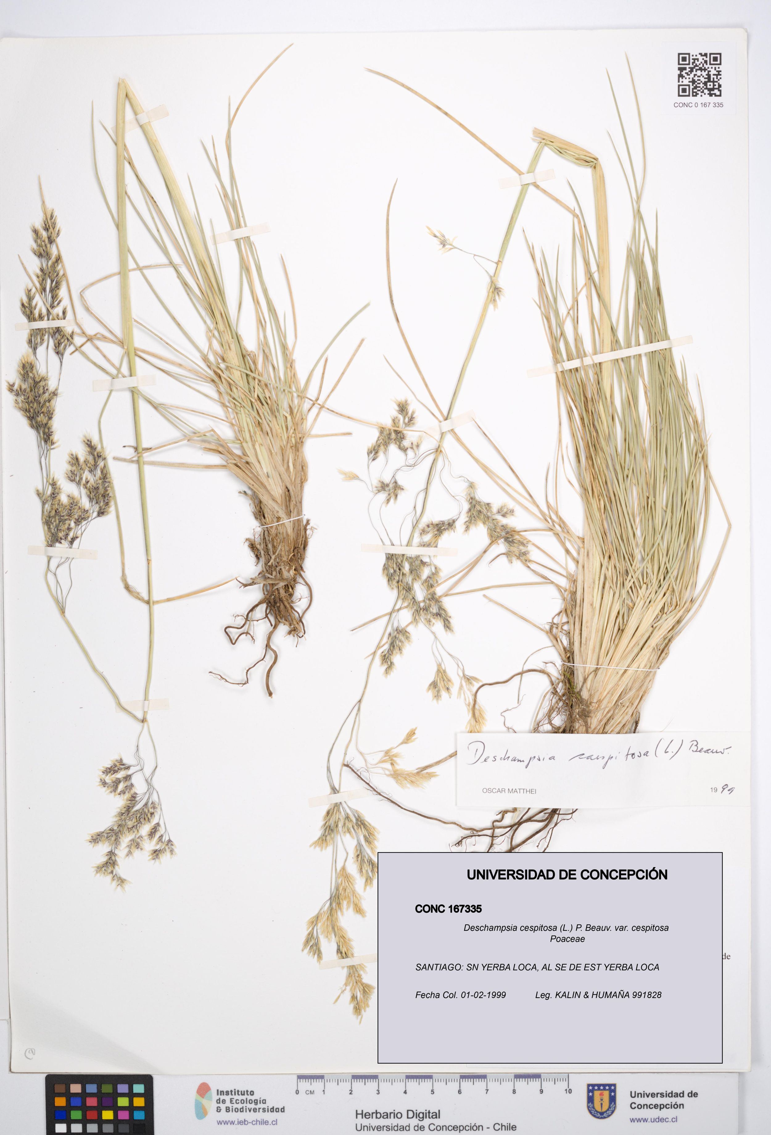 Deschampsia cespitosa var. cespitosa [Espécimen: ]