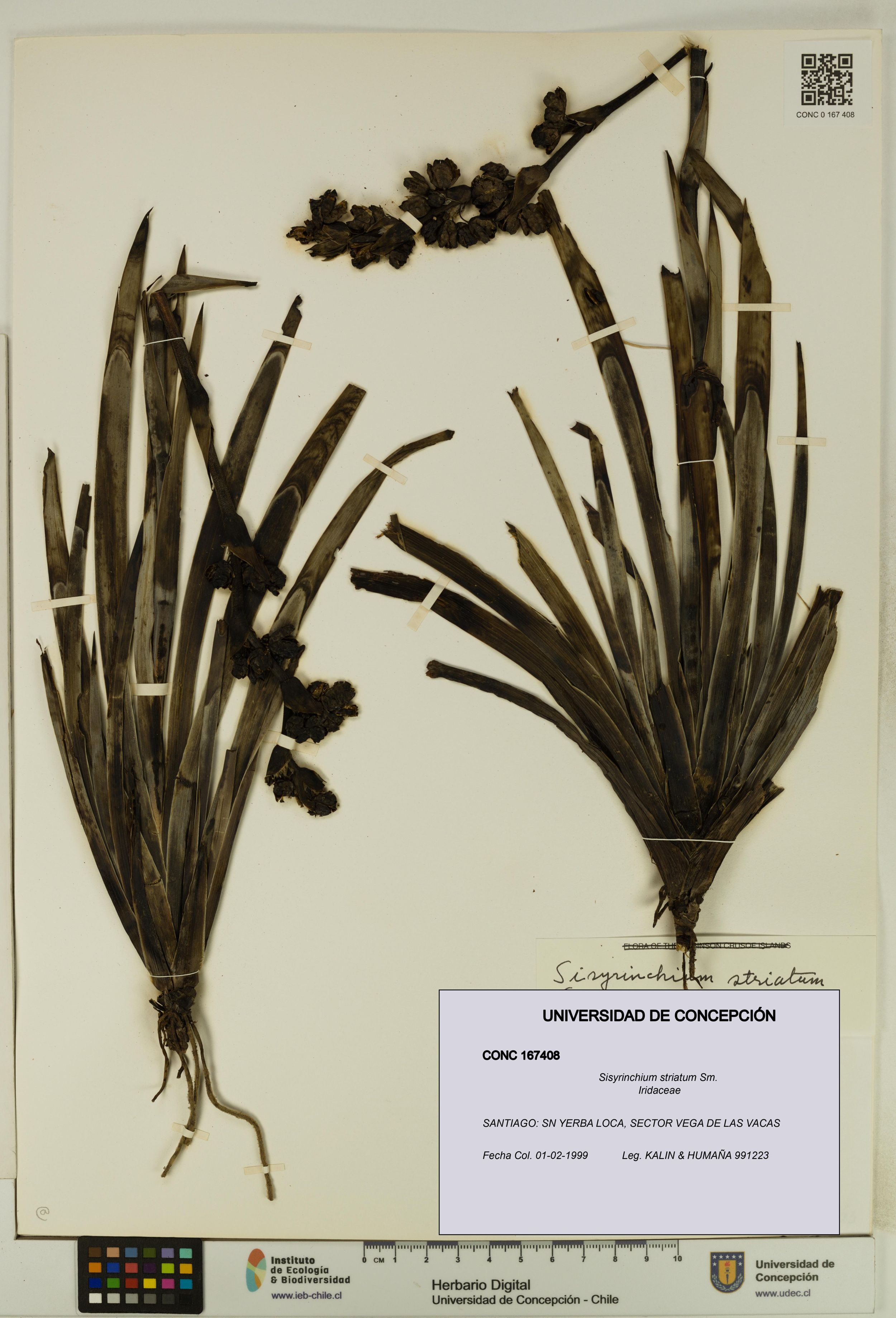 Sisyrinchium striatum [Espécimen: ]