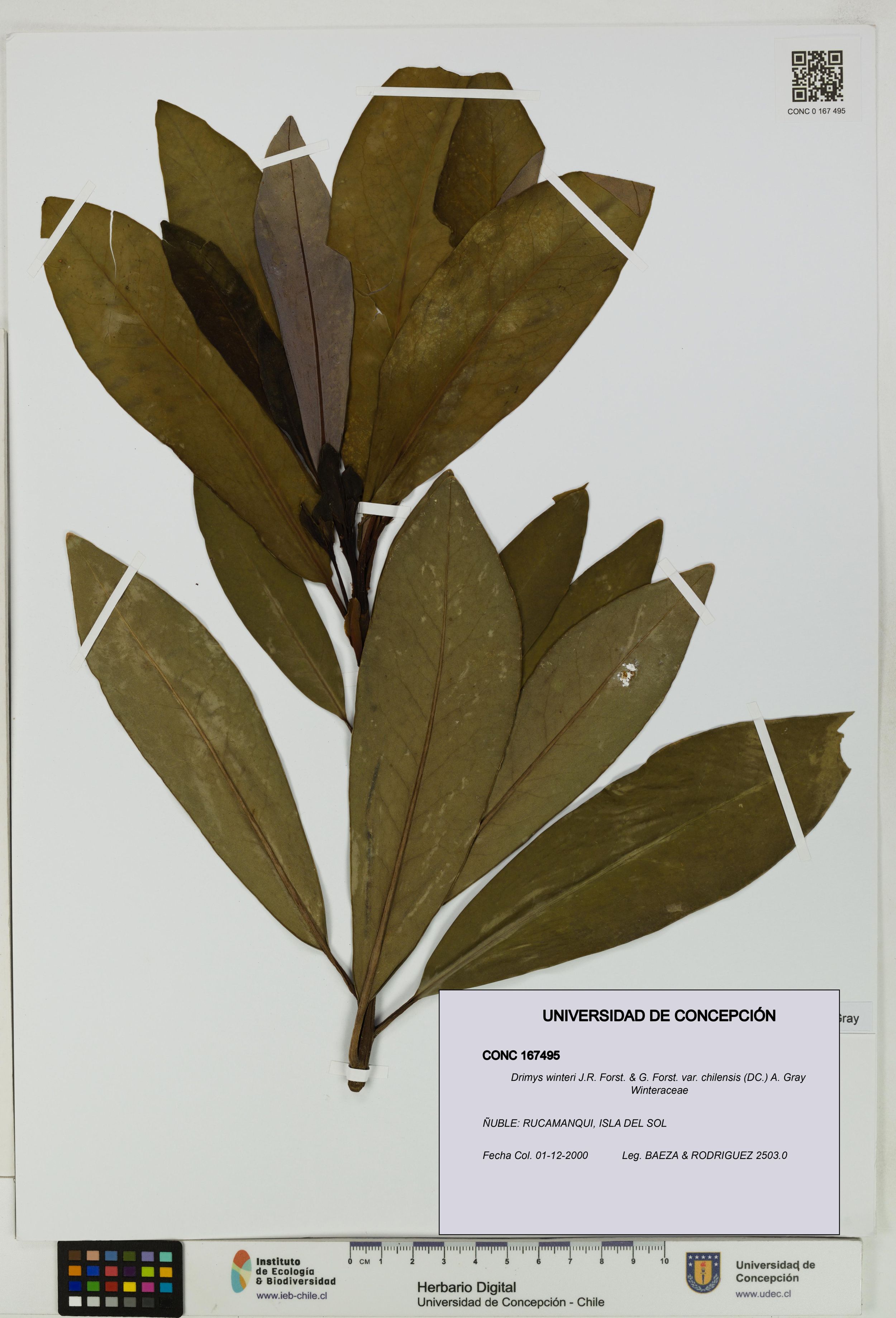Drimys winteri var. chilensis [Espécimen: ]