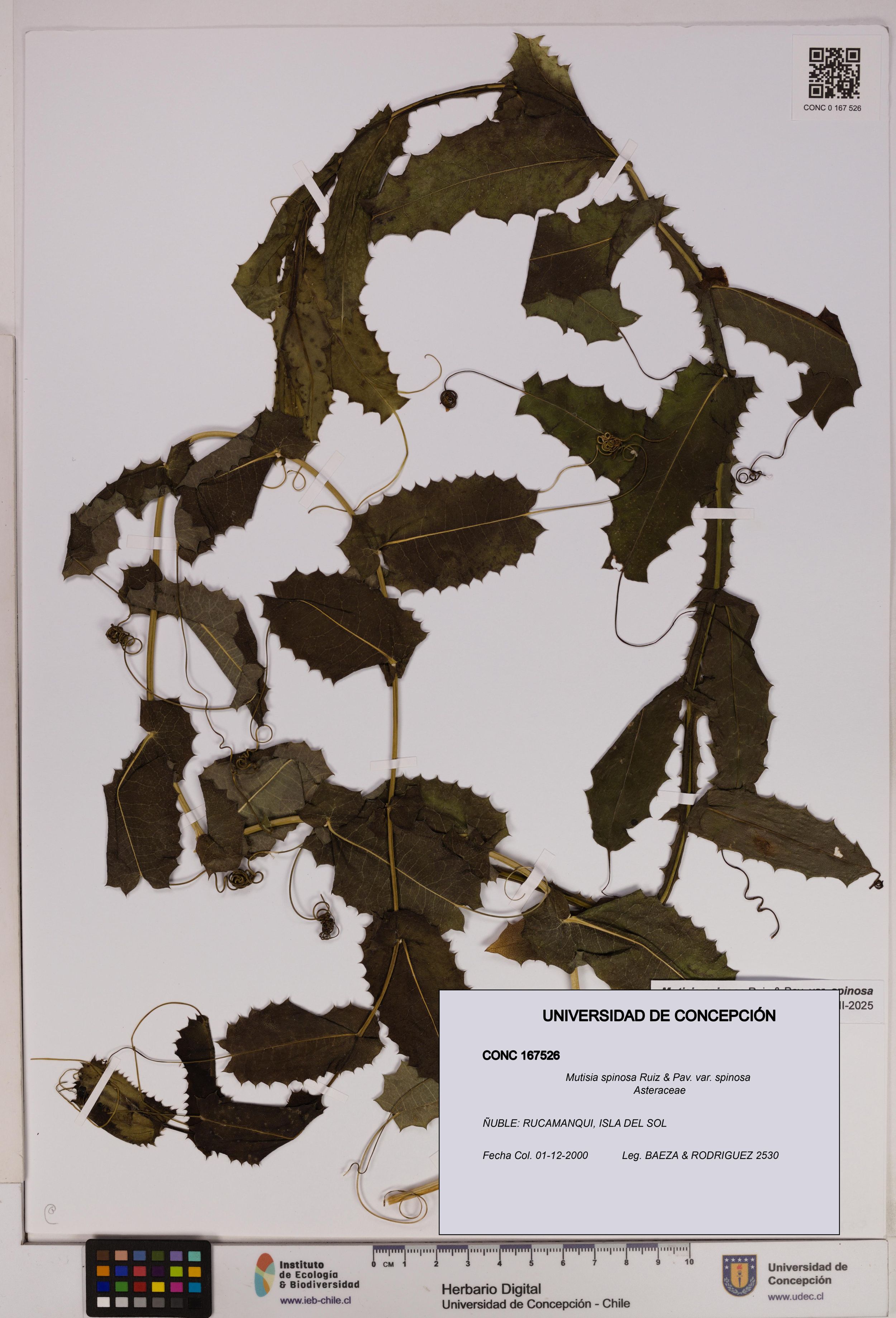 Mutisia spinosa var. spinosa [Espécimen: ]