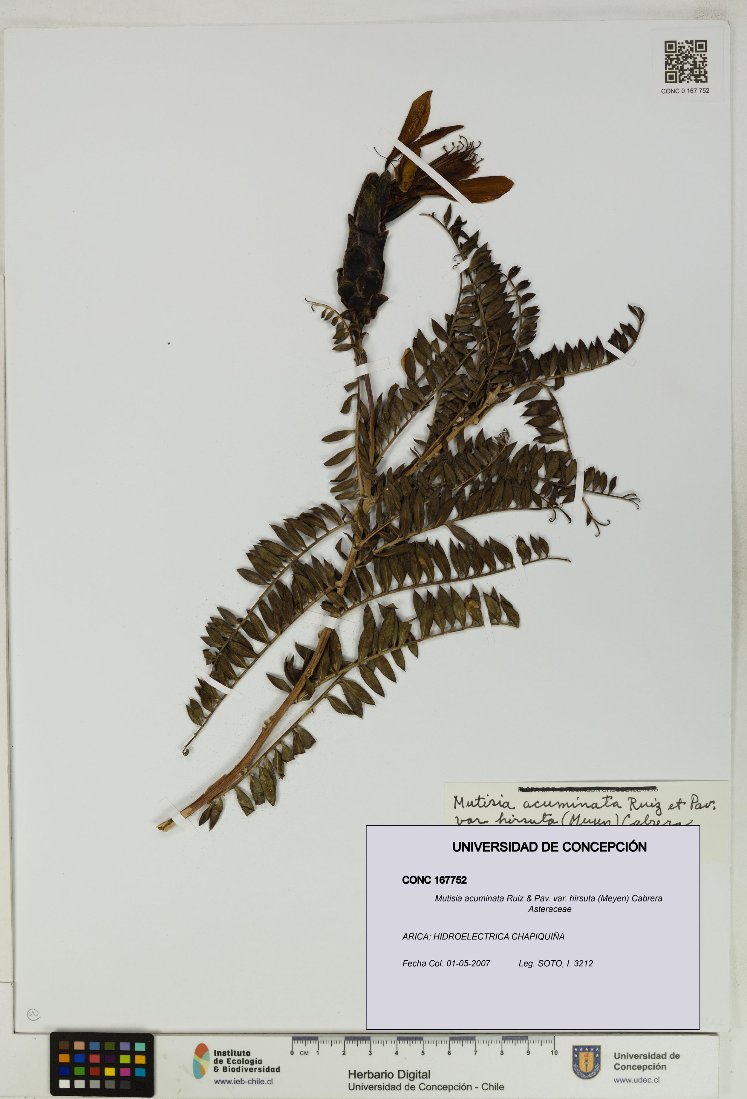 Mutisia acuminata var. hirsuta [Espécimen: ]