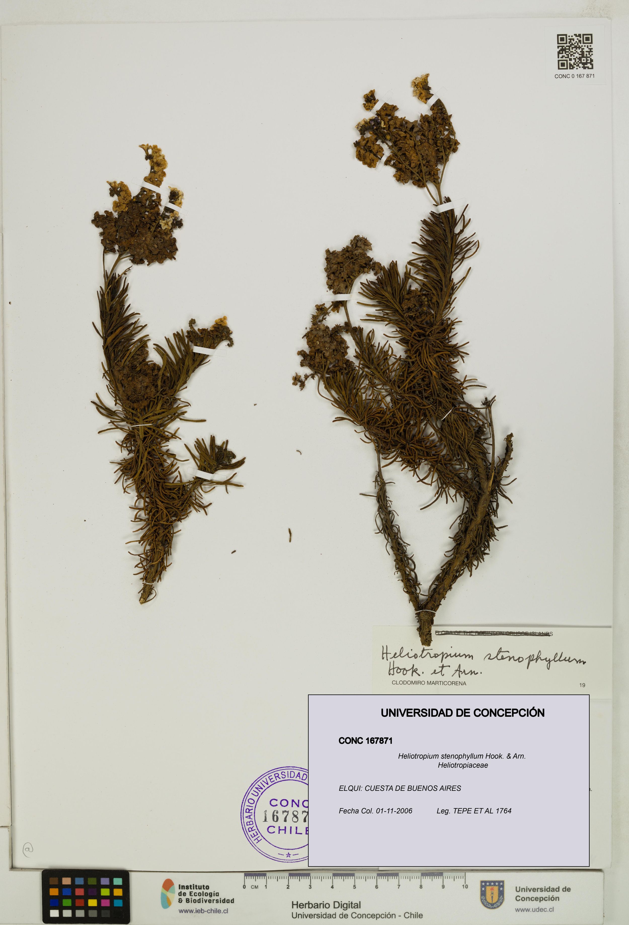 Heliotropium stenophyllum [Espécimen: ]