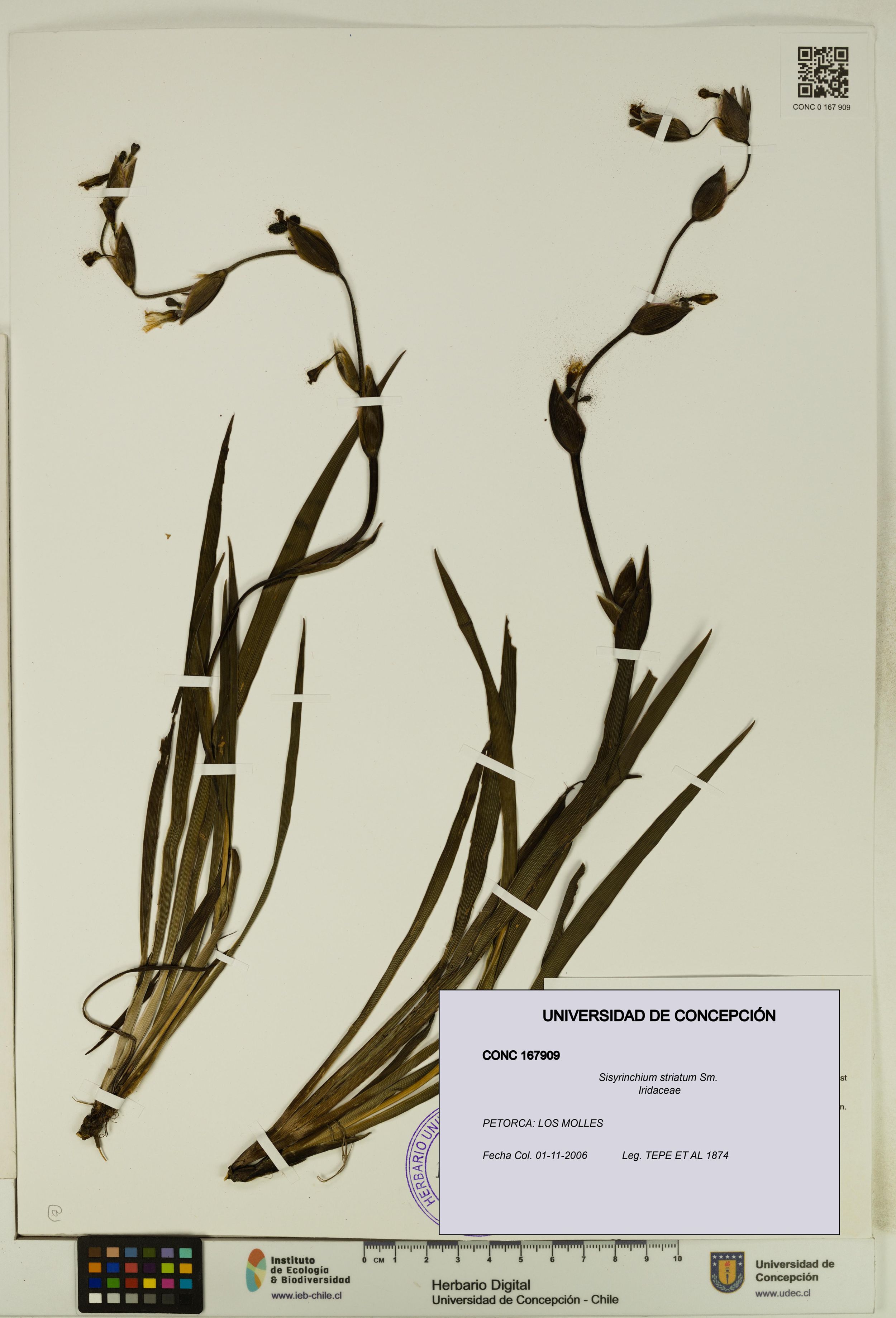Sisyrinchium striatum [Espécimen: ]