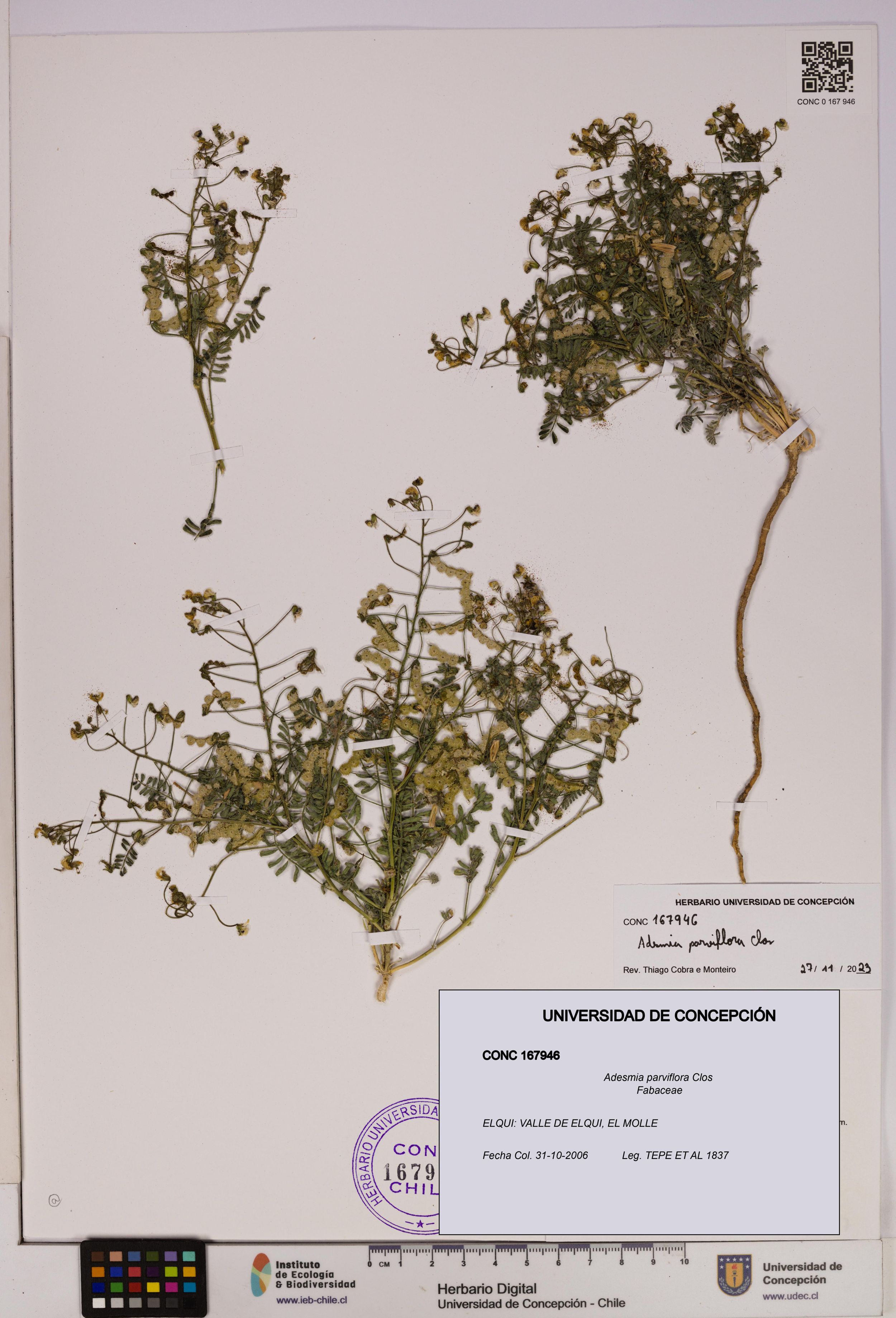 Adesmia parviflora [Espécimen: ]