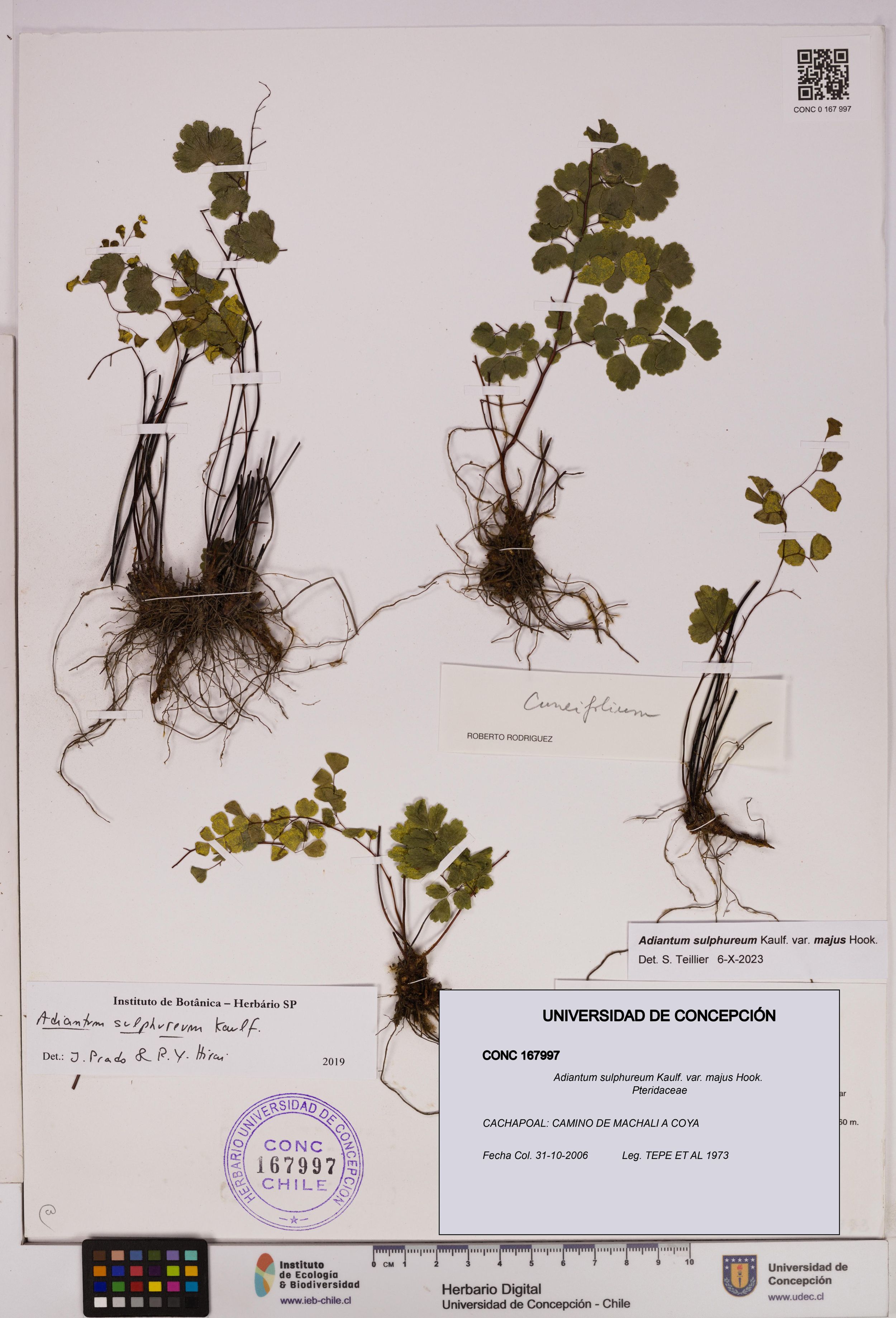 Adiantum sulphureum [Espécimen: ]
