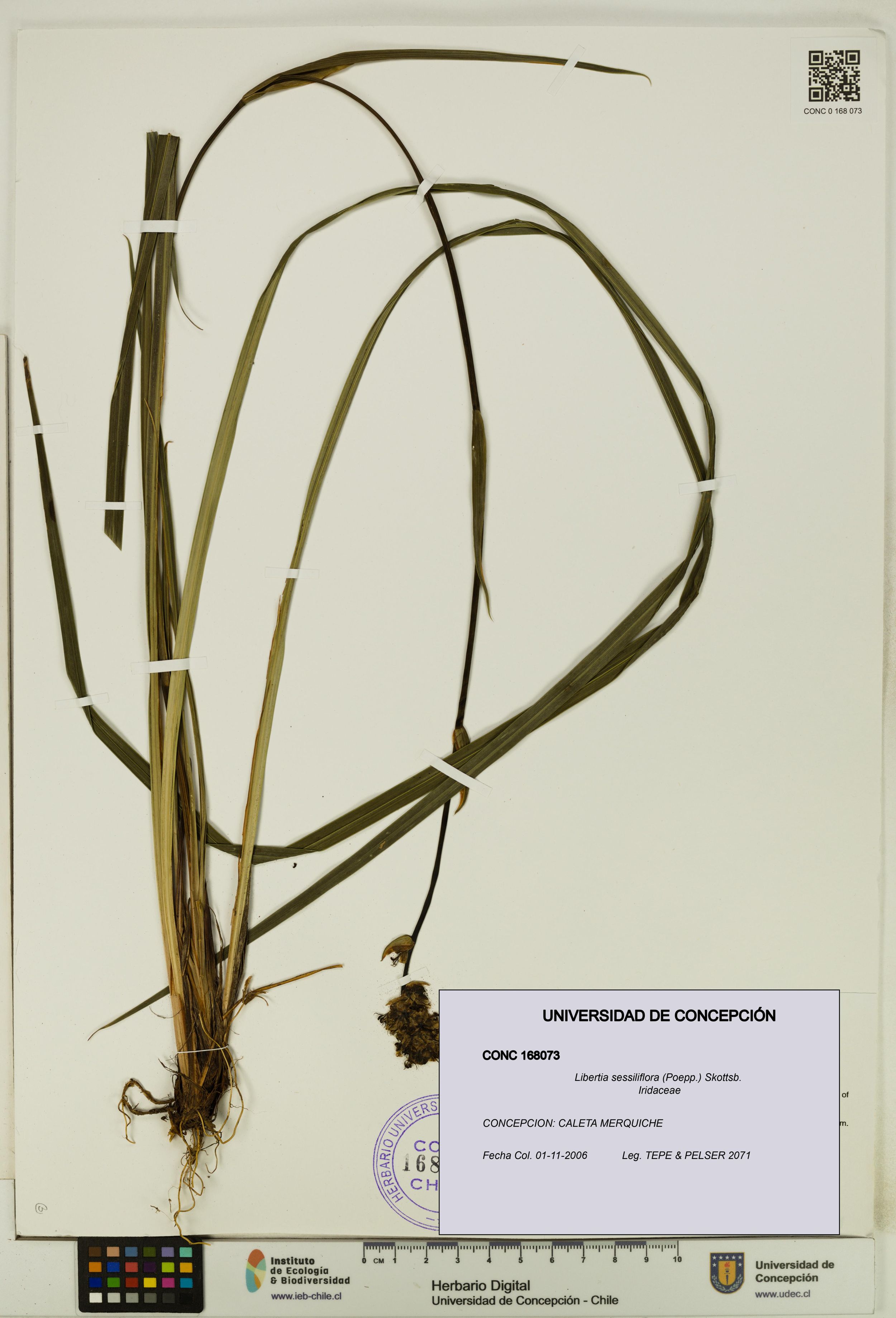 Libertia sessiliflora [Espécimen: ]