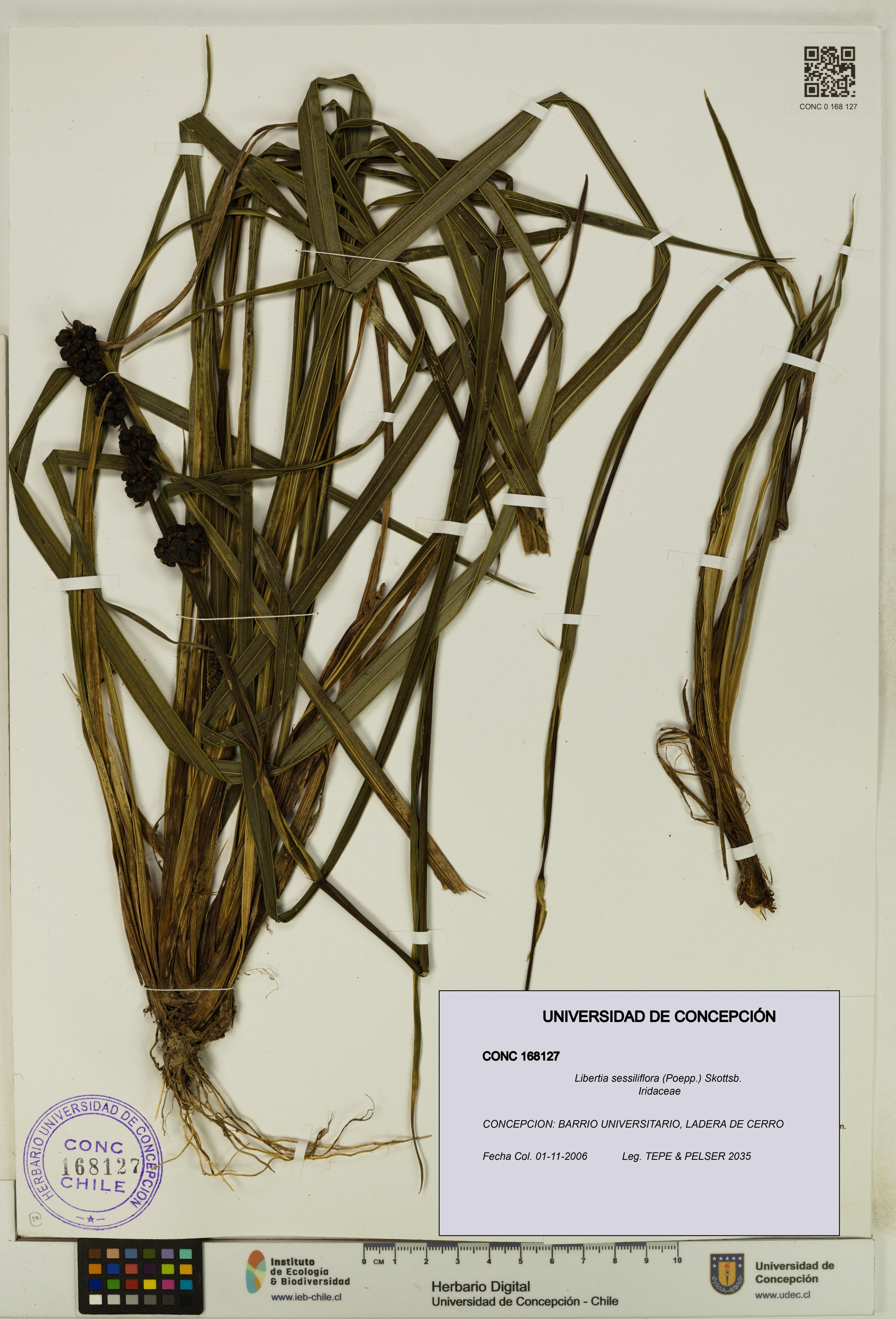 Libertia sessiliflora [Espécimen: ]