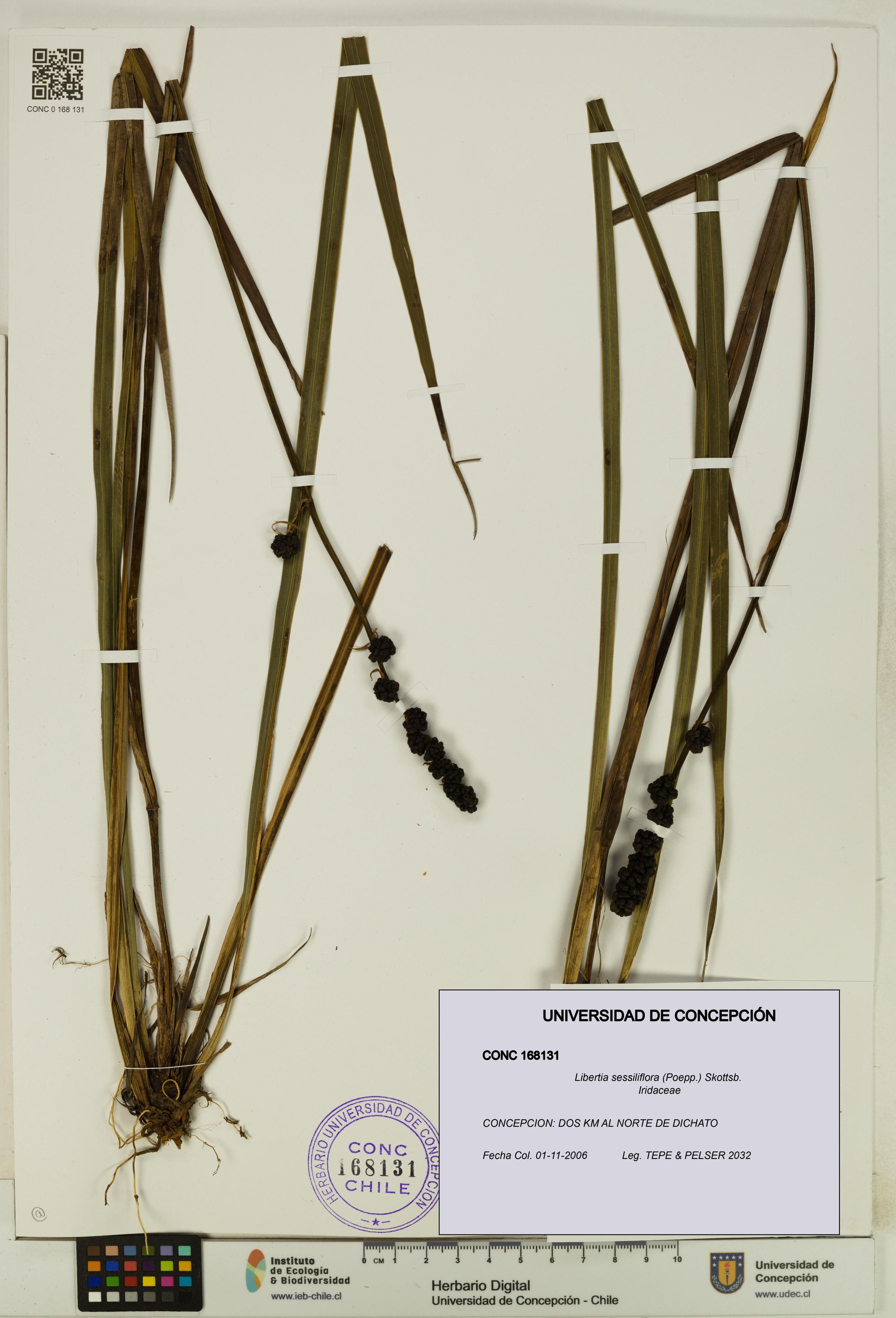 Libertia sessiliflora [Espécimen: ]