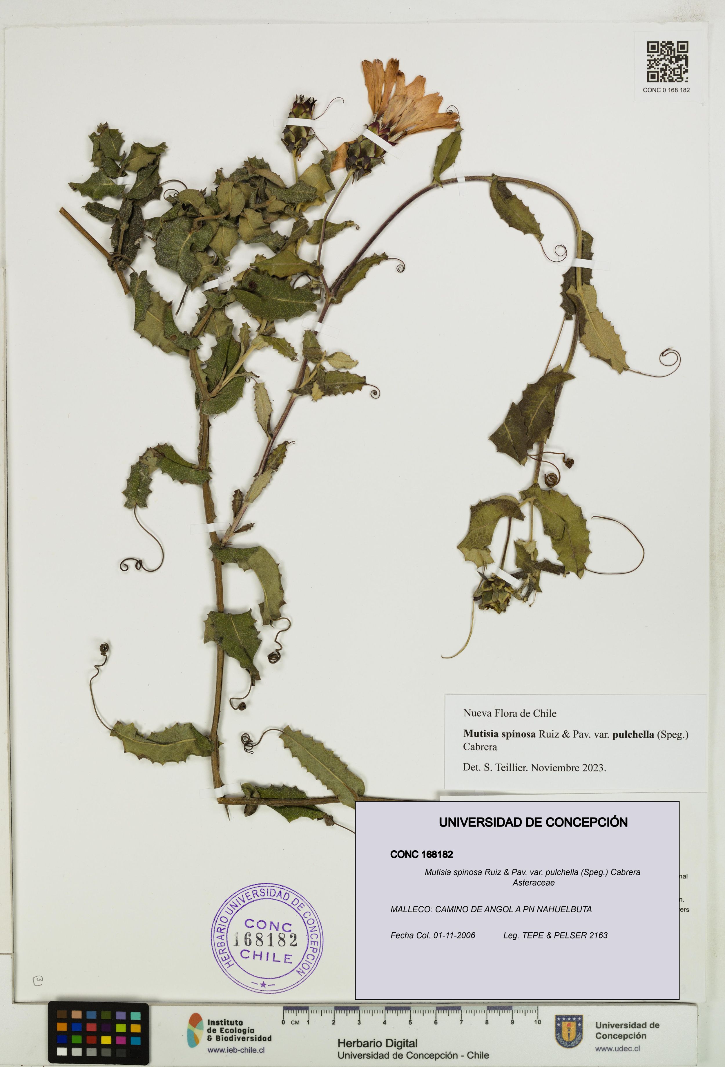 Mutisia spinosa var. pulchella [Espécimen: ]