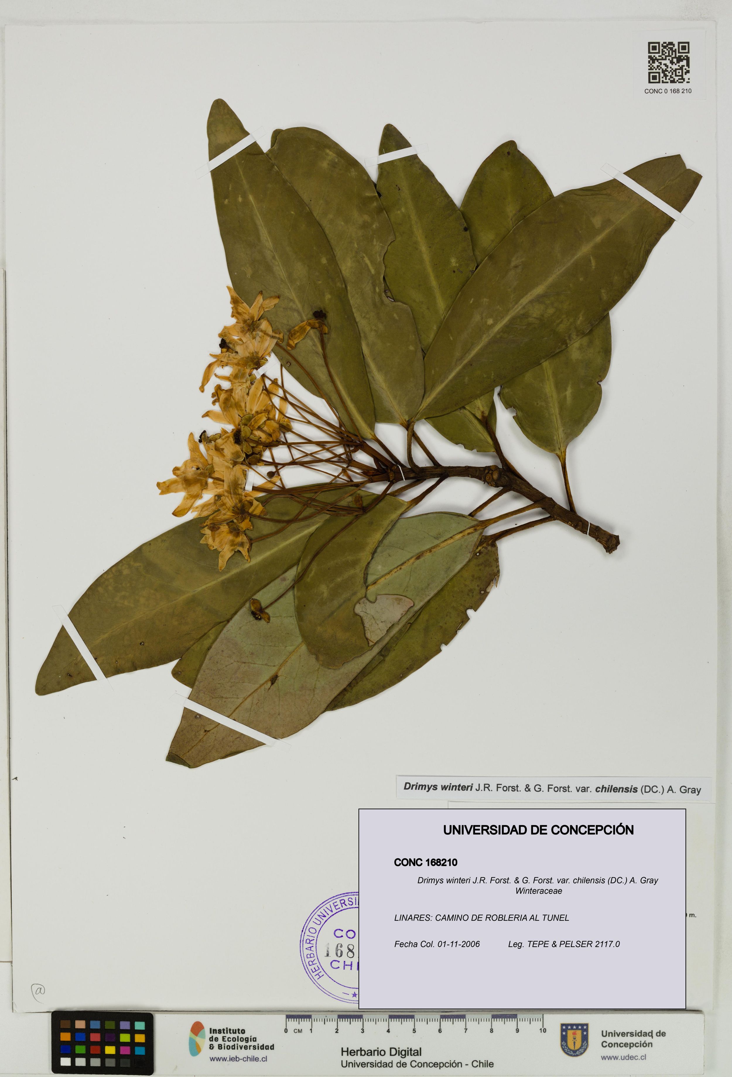 Drimys winteri var. chilensis [Espécimen: ]