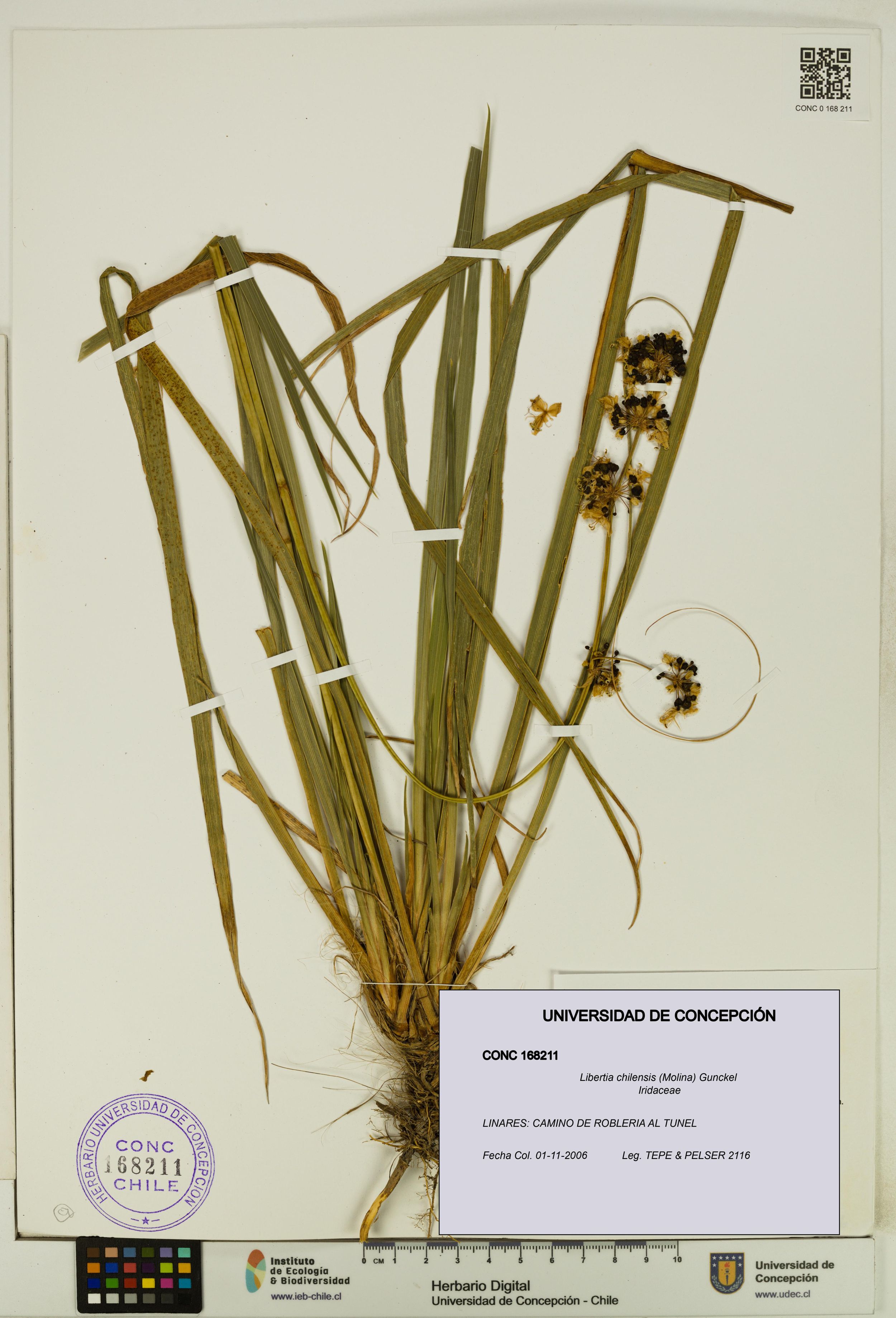 Libertia chilensis [Espécimen: ]