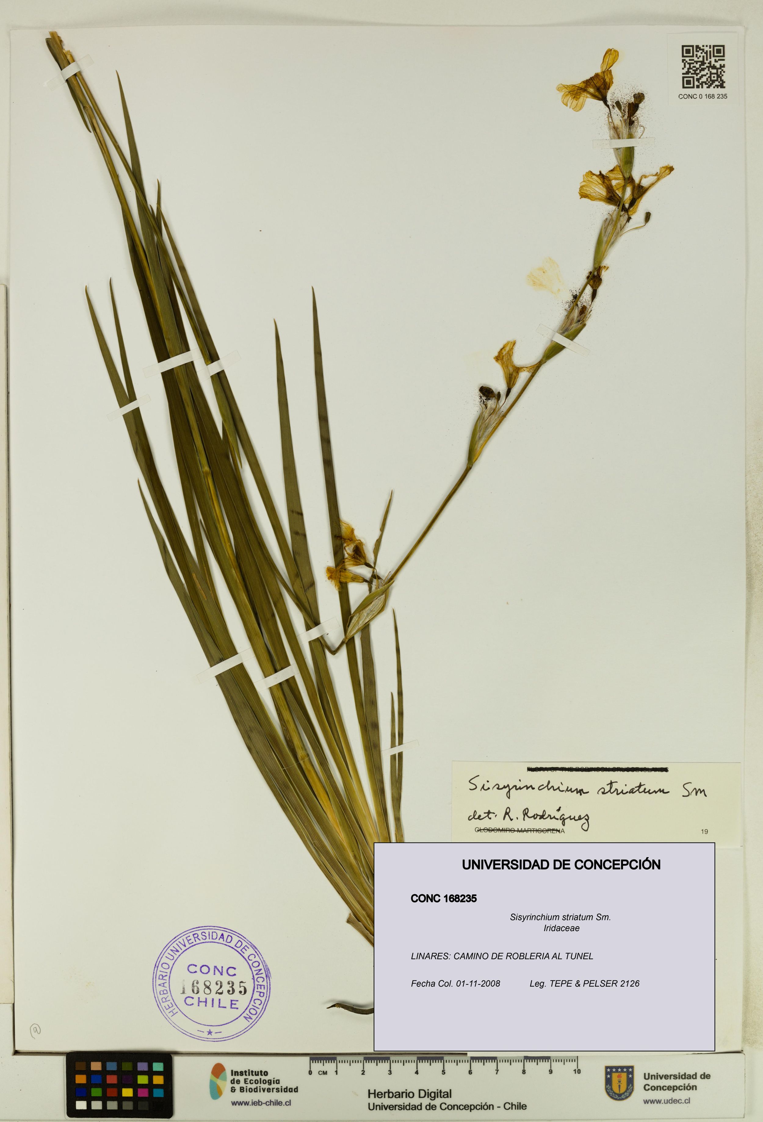 Sisyrinchium striatum [Espécimen: ]