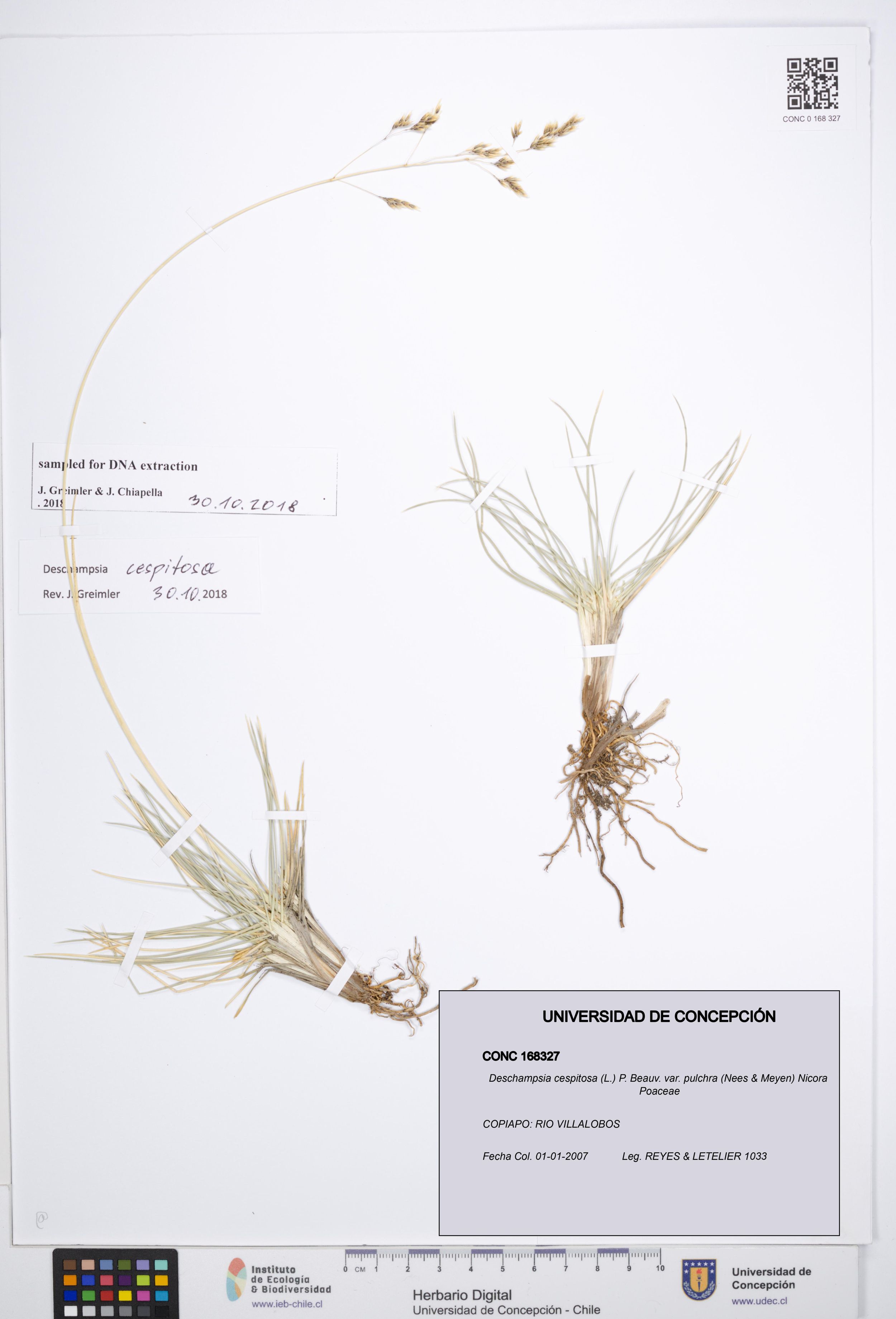 Deschampsia cespitosa var. pulchra [Espécimen: ]