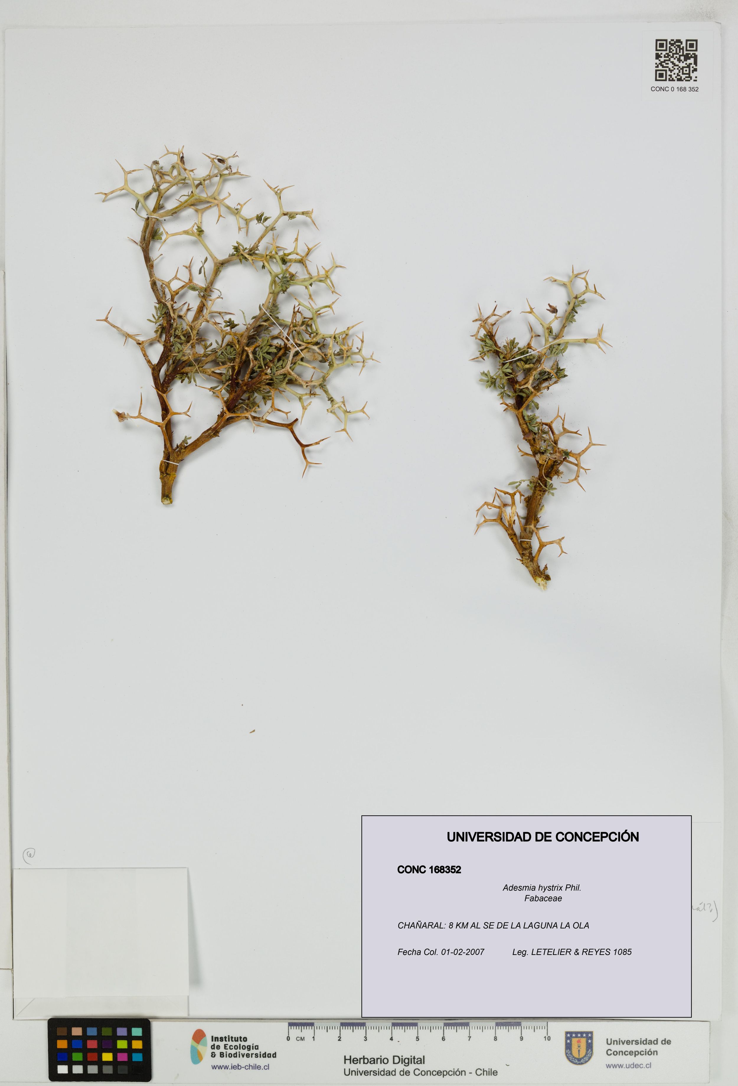 Adesmia hystrix [Espécimen: ]