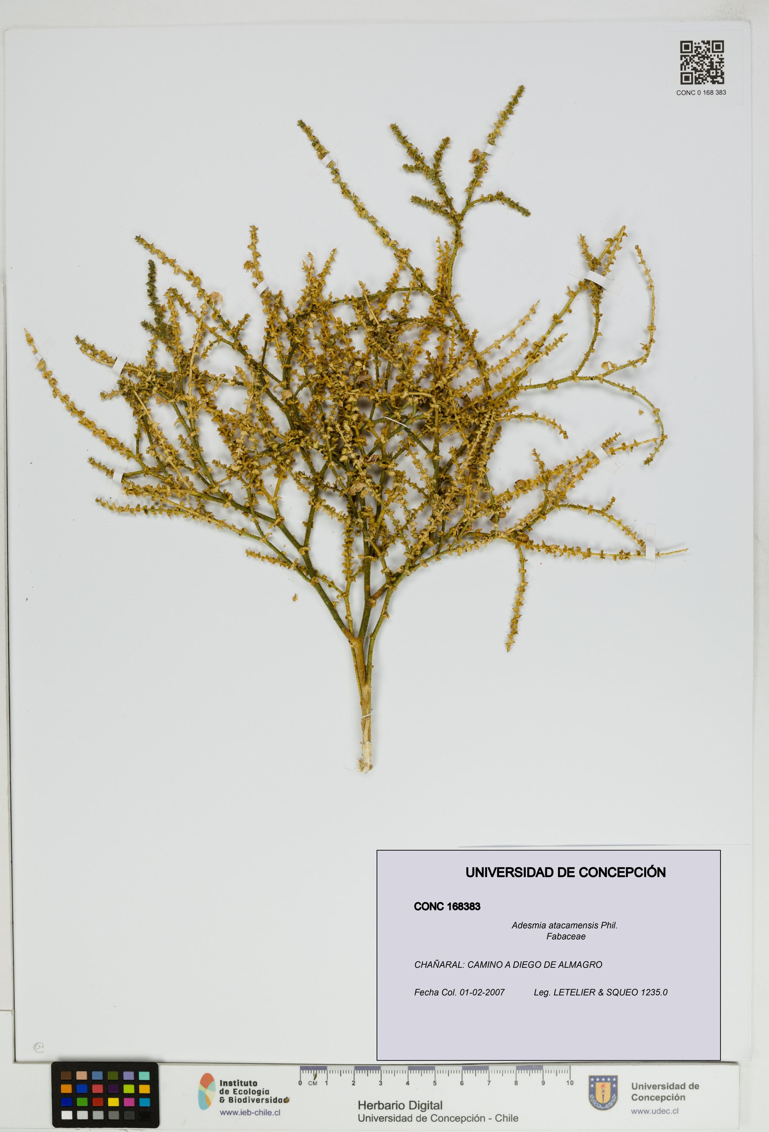 Adesmia atacamensis [Espécimen: ]