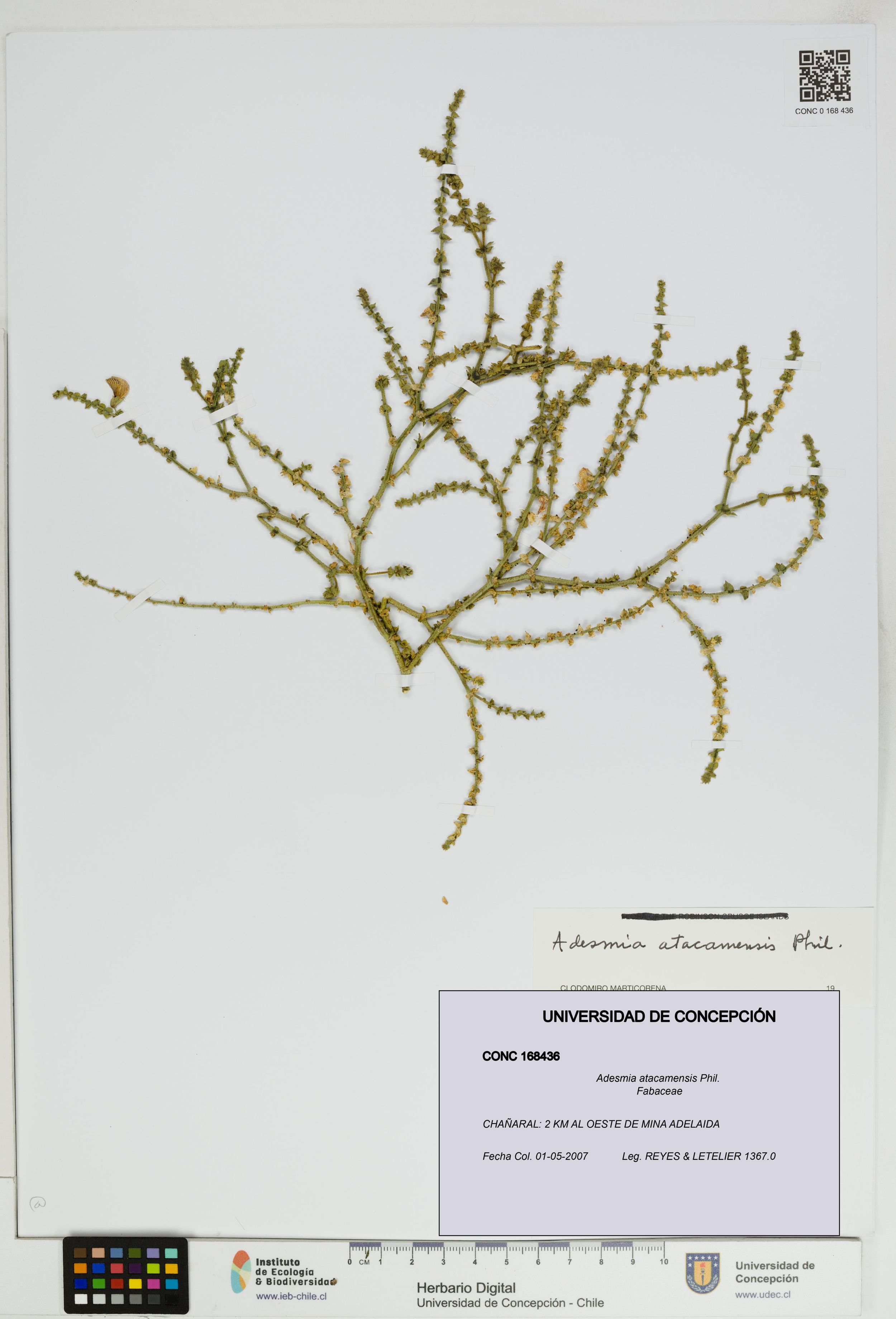 Adesmia atacamensis [Espécimen: ]