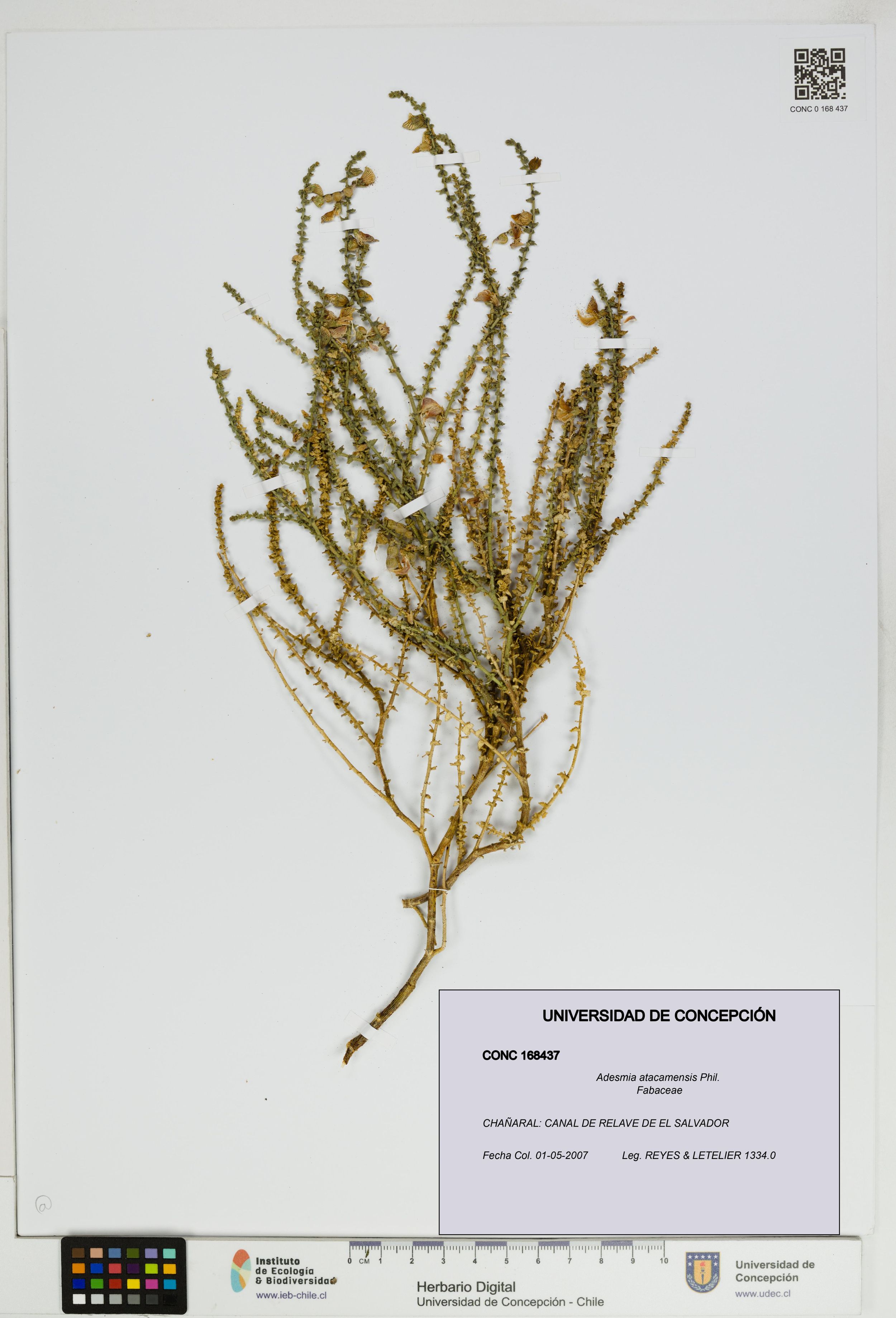 Adesmia atacamensis [Espécimen: ]