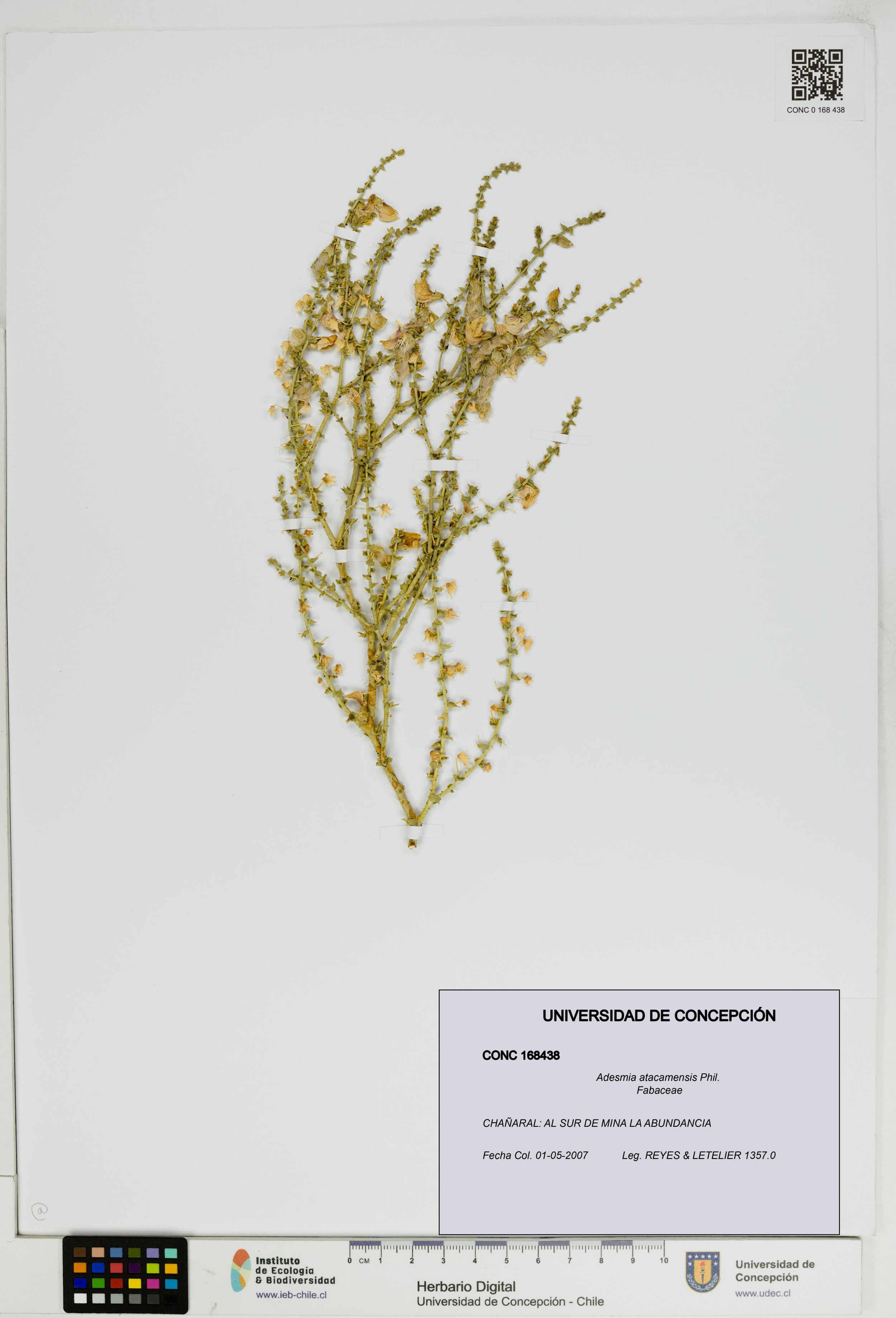 Adesmia atacamensis [Espécimen: ]
