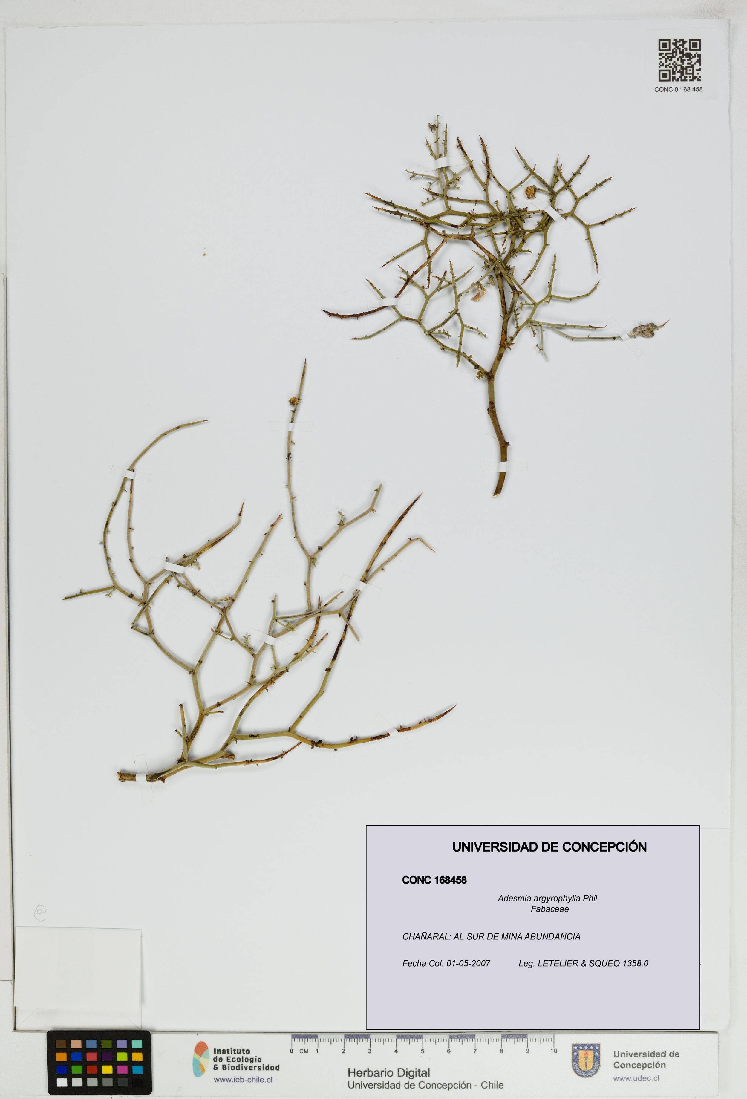 Adesmia argyrophylla [Espécimen: ]