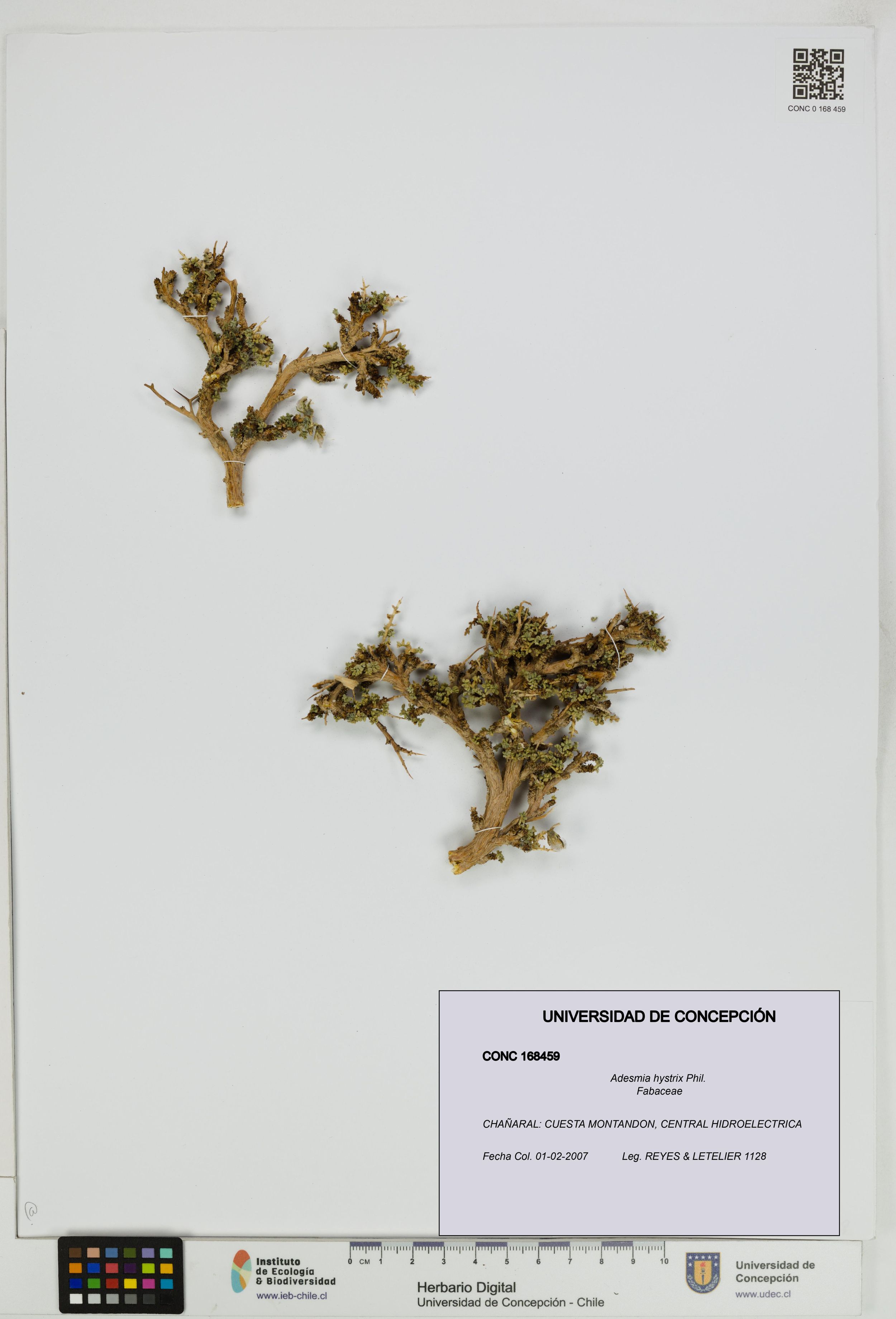Adesmia hystrix [Espécimen: ]