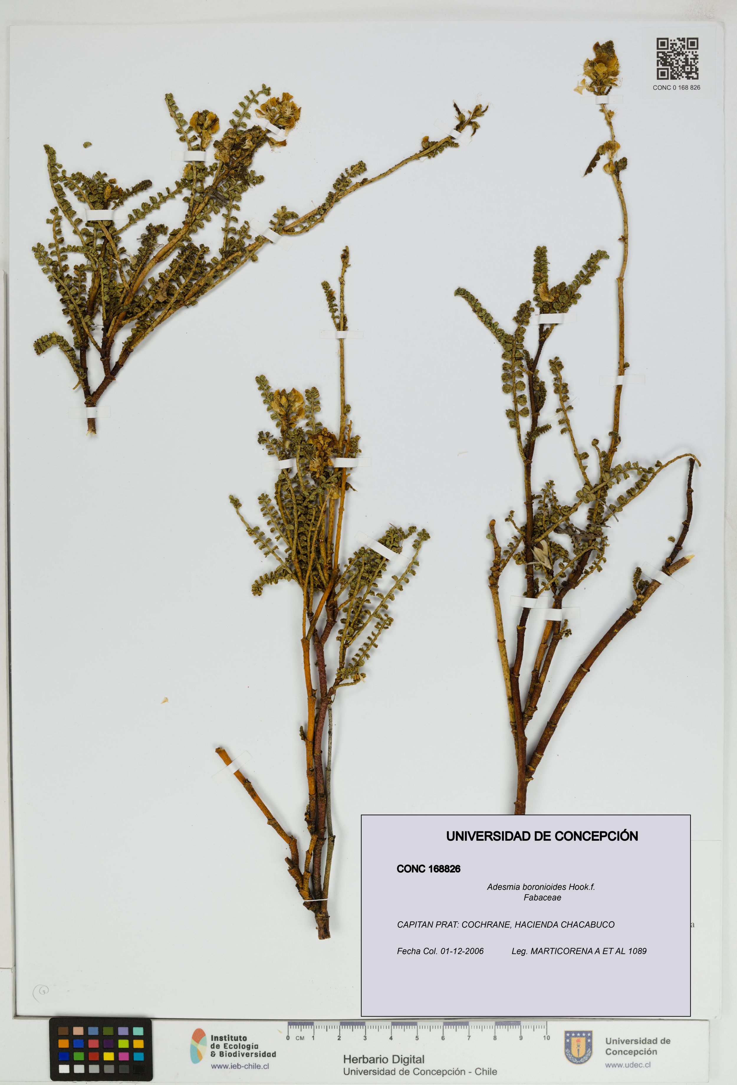 Adesmia boronioides [Espécimen: ]