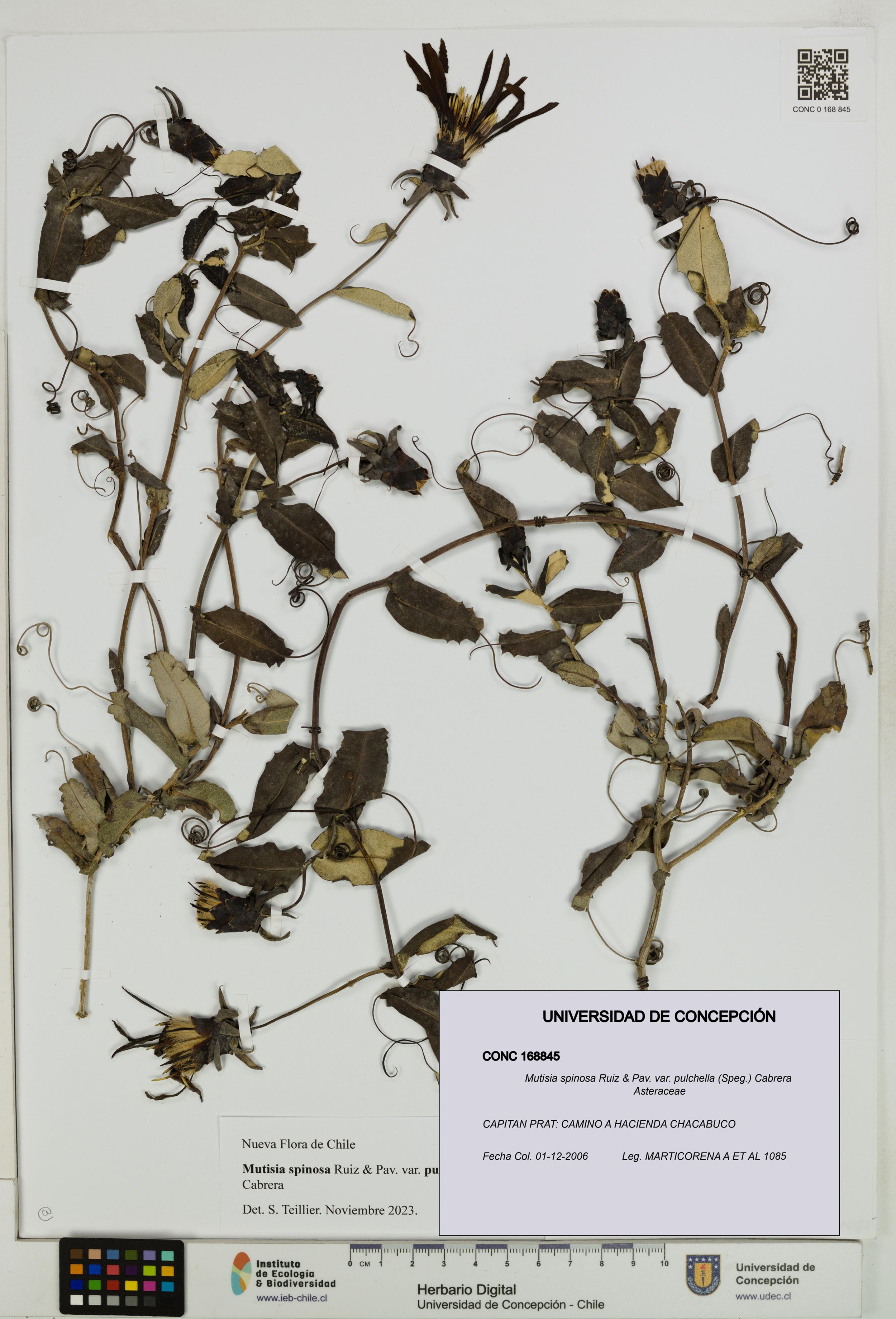 Mutisia spinosa var. pulchella [Espécimen: ]