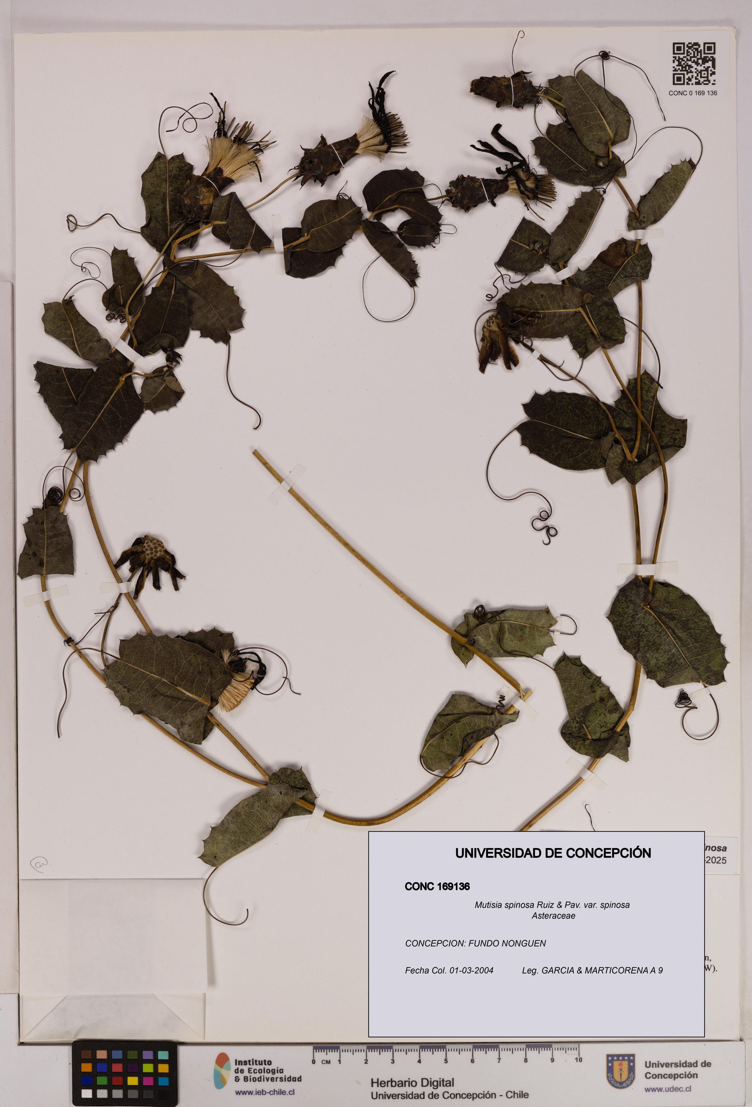 Mutisia spinosa var. spinosa [Espécimen: ]