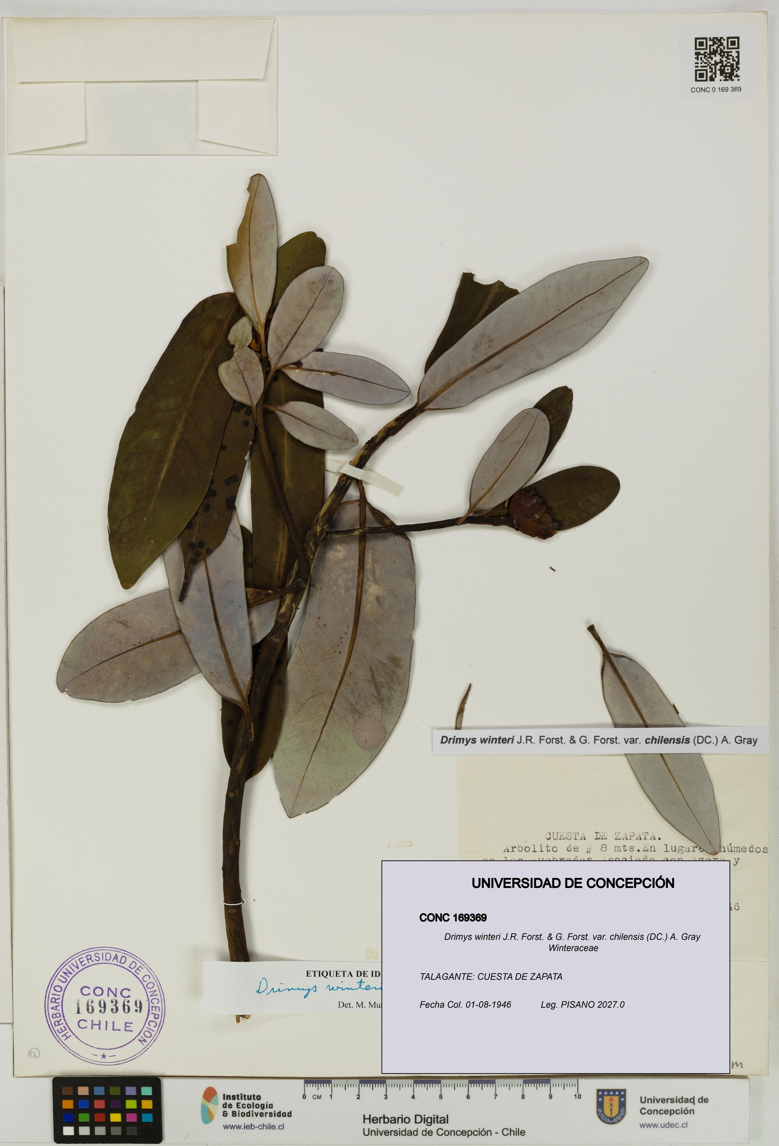 Drimys winteri var. chilensis [Espécimen: ]