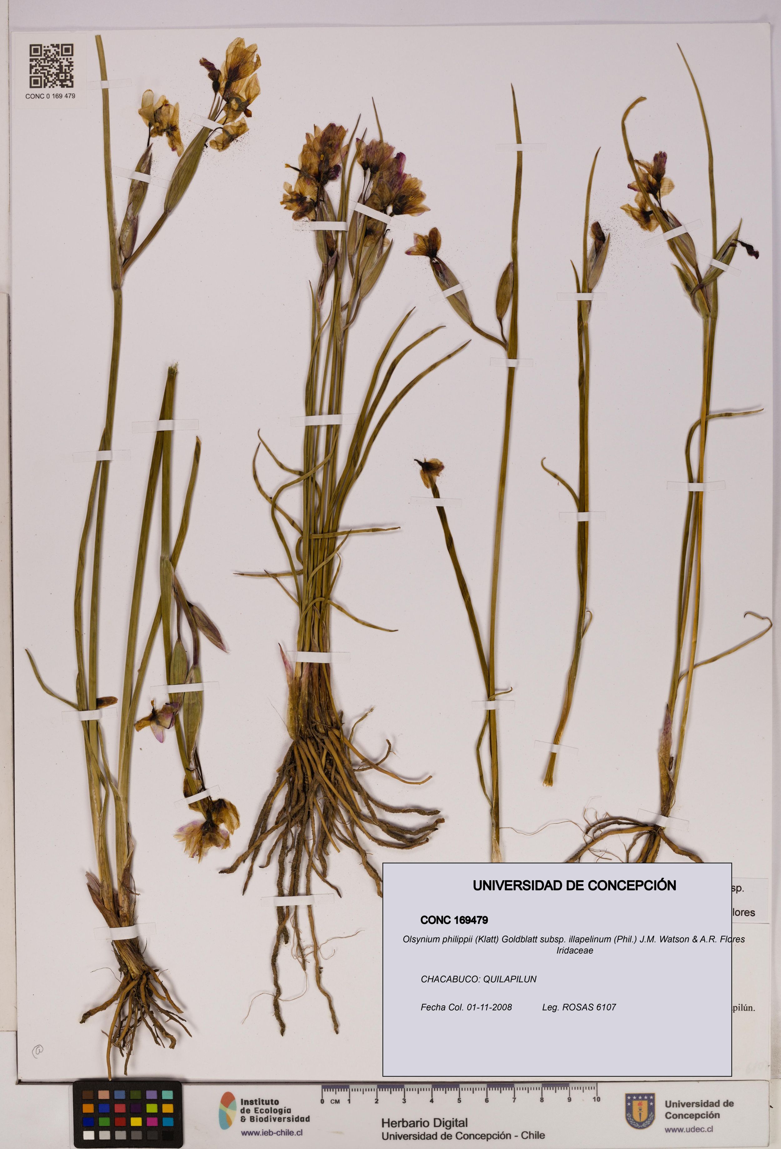 Olsynium philippii subsp. illapelinum [Espécimen: ]
