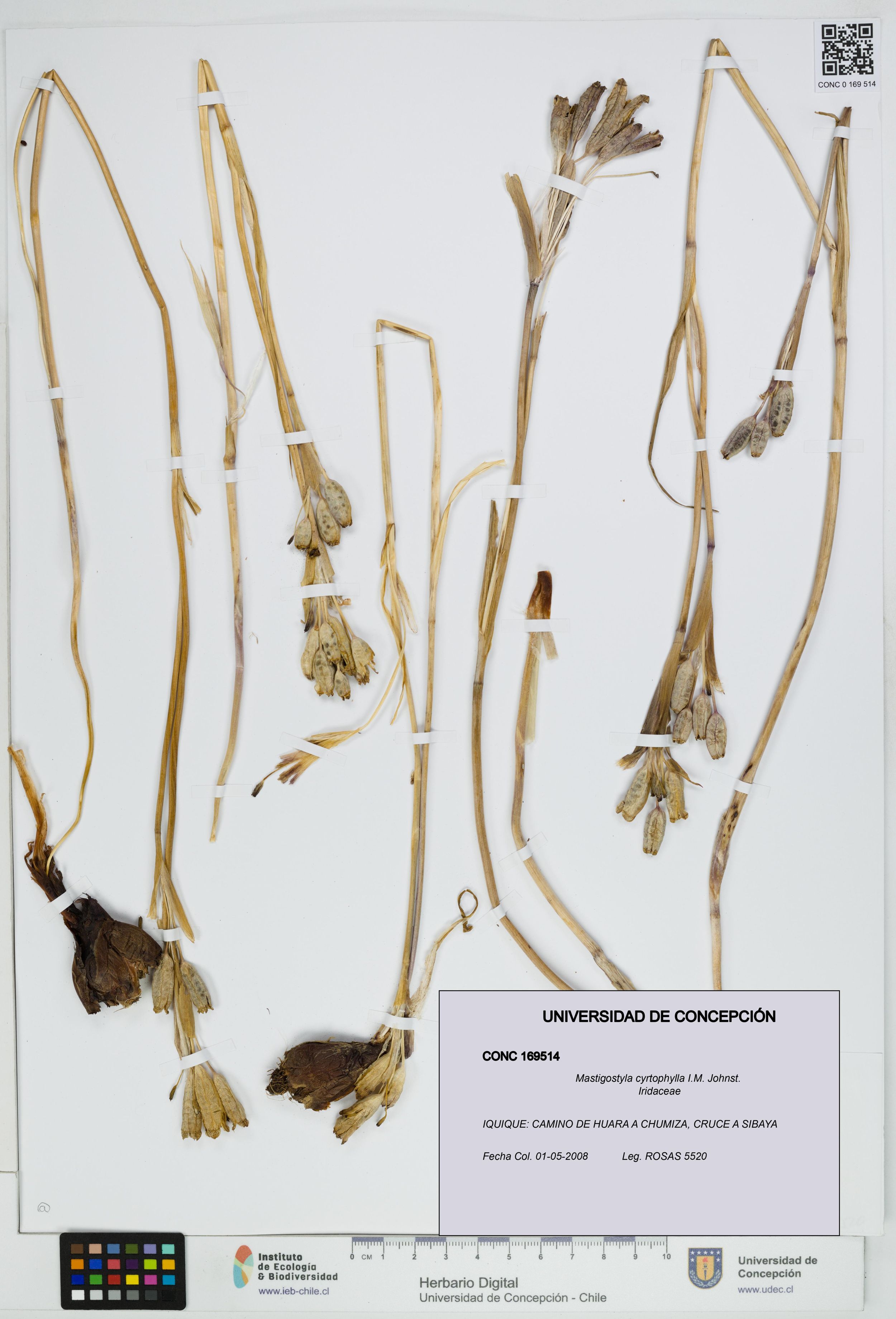 Mastigostyla cyrtophylla [Espécimen: ]