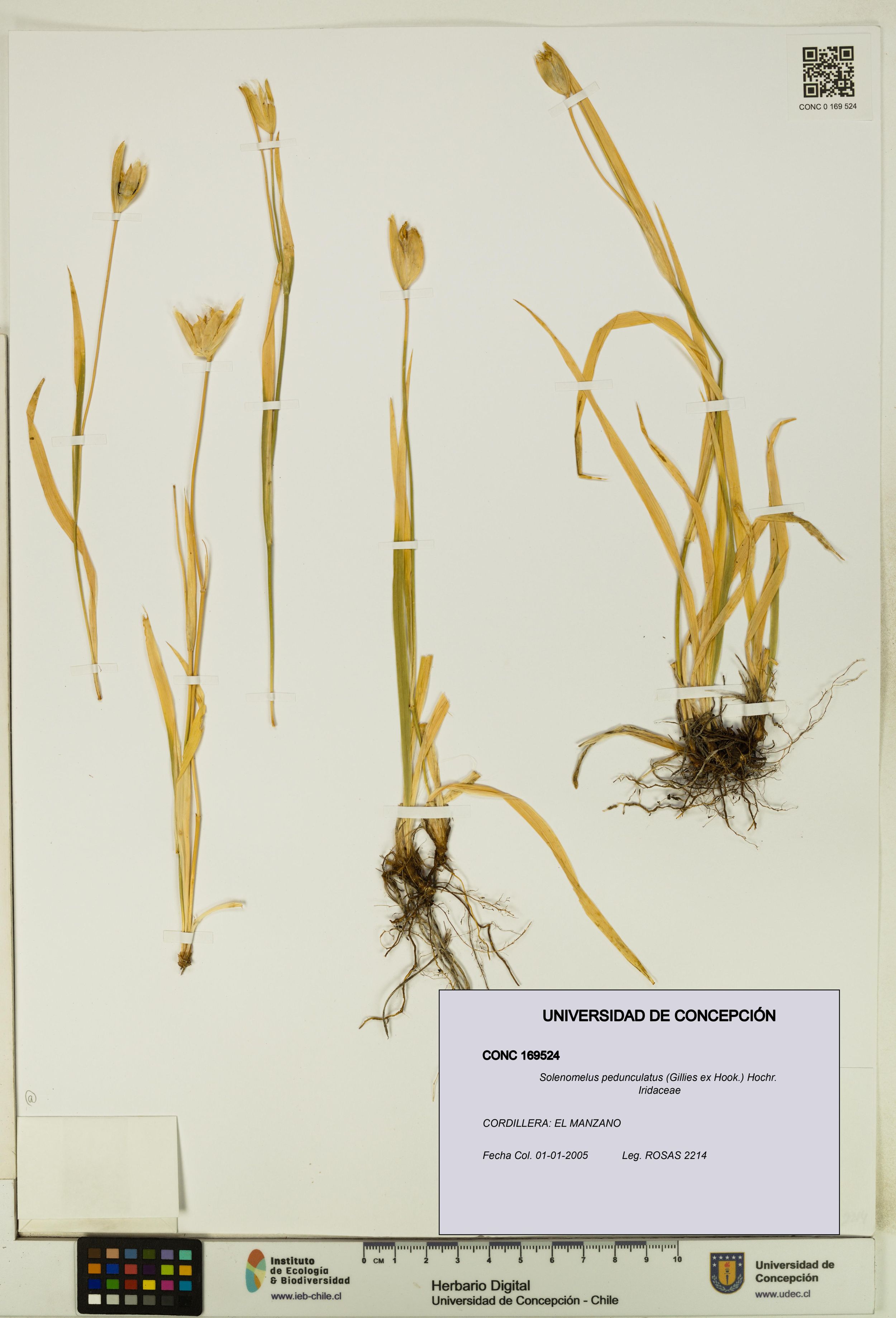 Solenomelus pedunculatus [Espécimen: ]