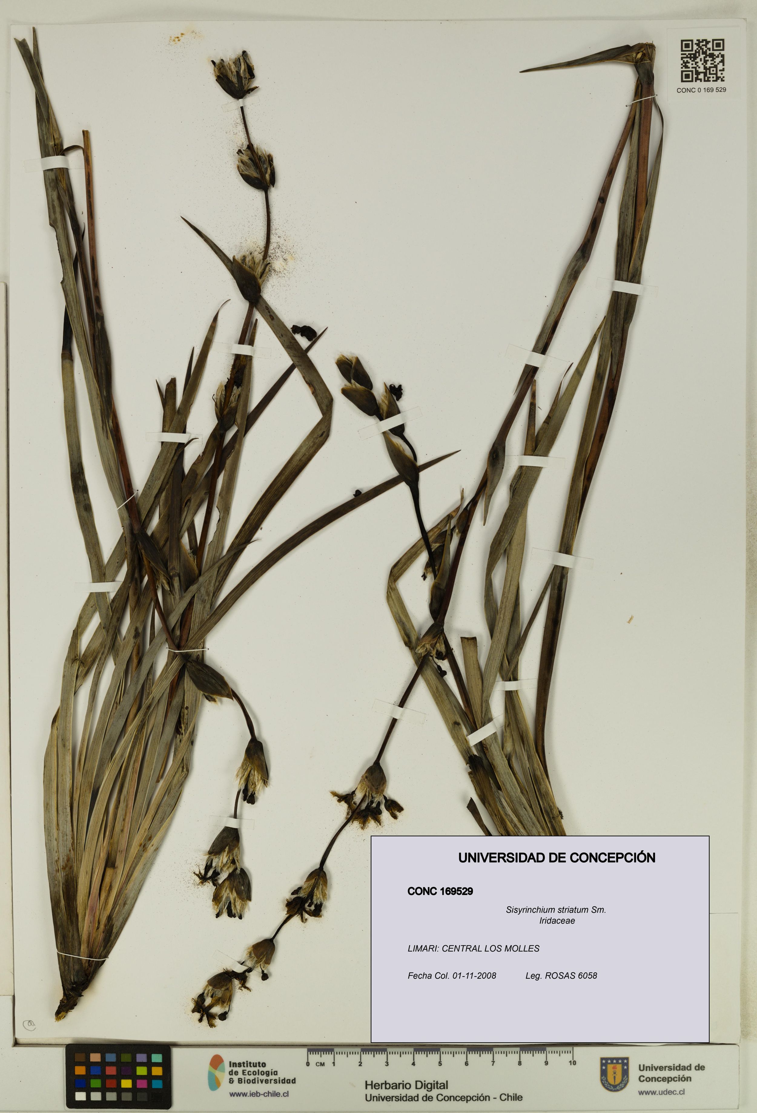 Sisyrinchium striatum [Espécimen: ]